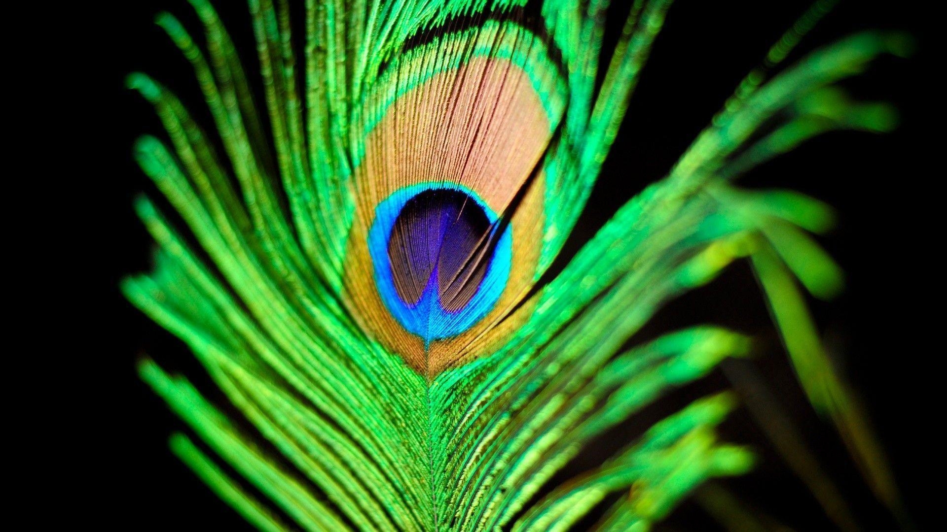 1920x1080 Peacock HD Wallpaper Picture. Free Desk Wallpaper, Desktop