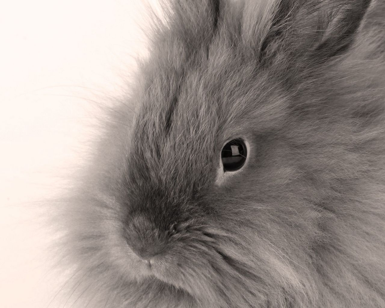 1280x1030 Download wallpaper  gray, baby, bunny, fluffy standard 5:4 HD background, Desktop