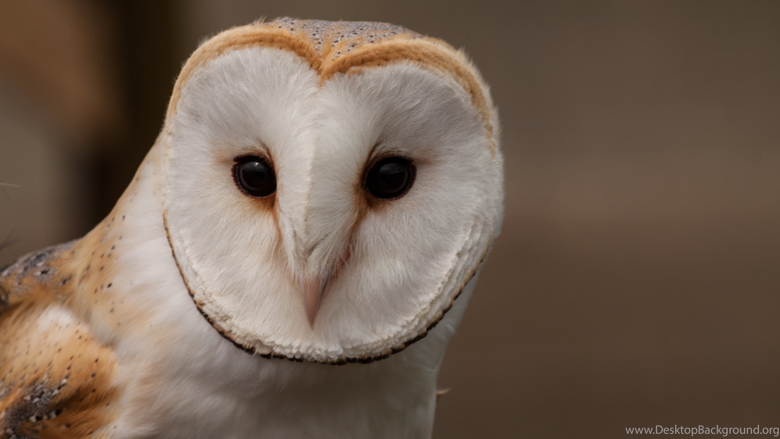 2560x1440 Barn Owl Uhd Wallpaper Ultra High Definition Wallpaper 4k. Desktop Background, Desktop