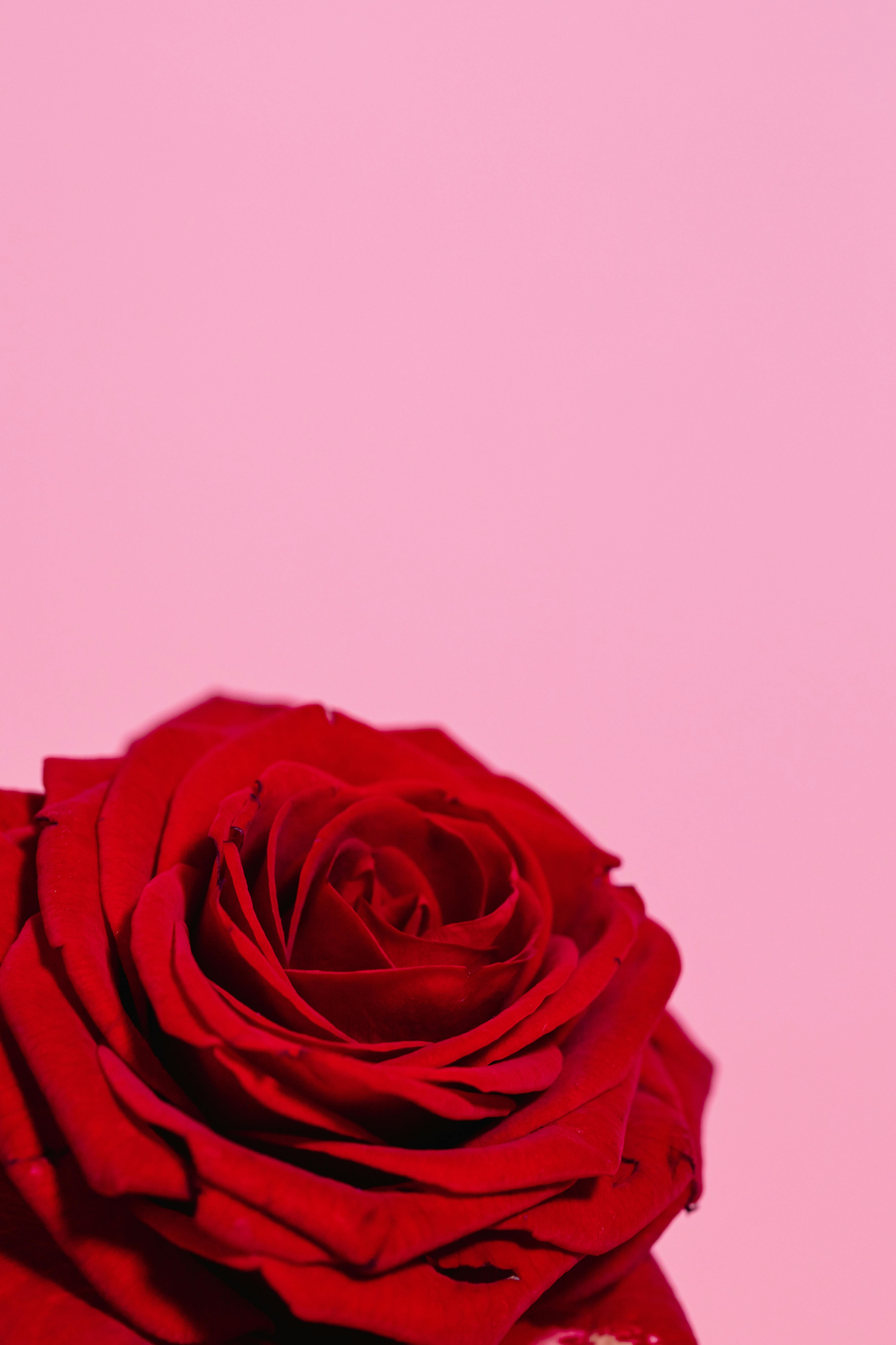 4400x6600 Red Rose on Pink Background · Free, Phone