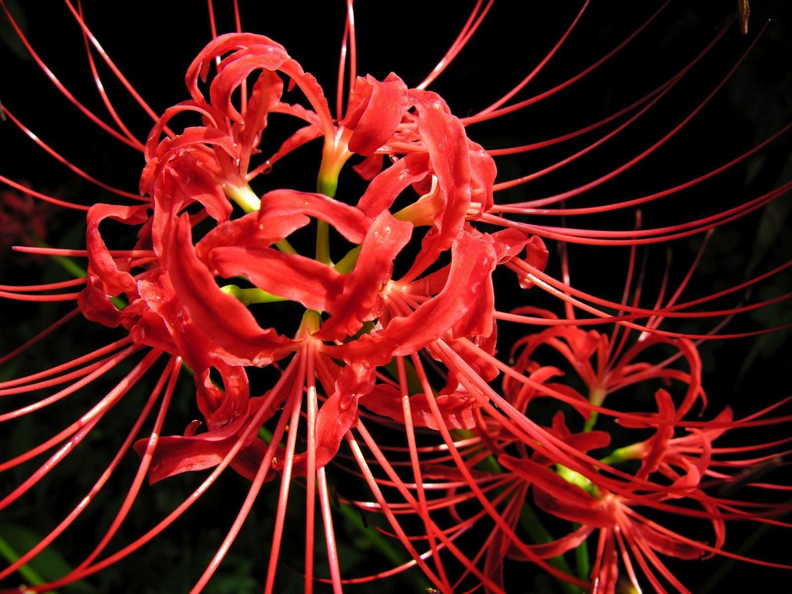 1600x1200 HD Red Spider Lily Widescreen Wallpaper, Desktop