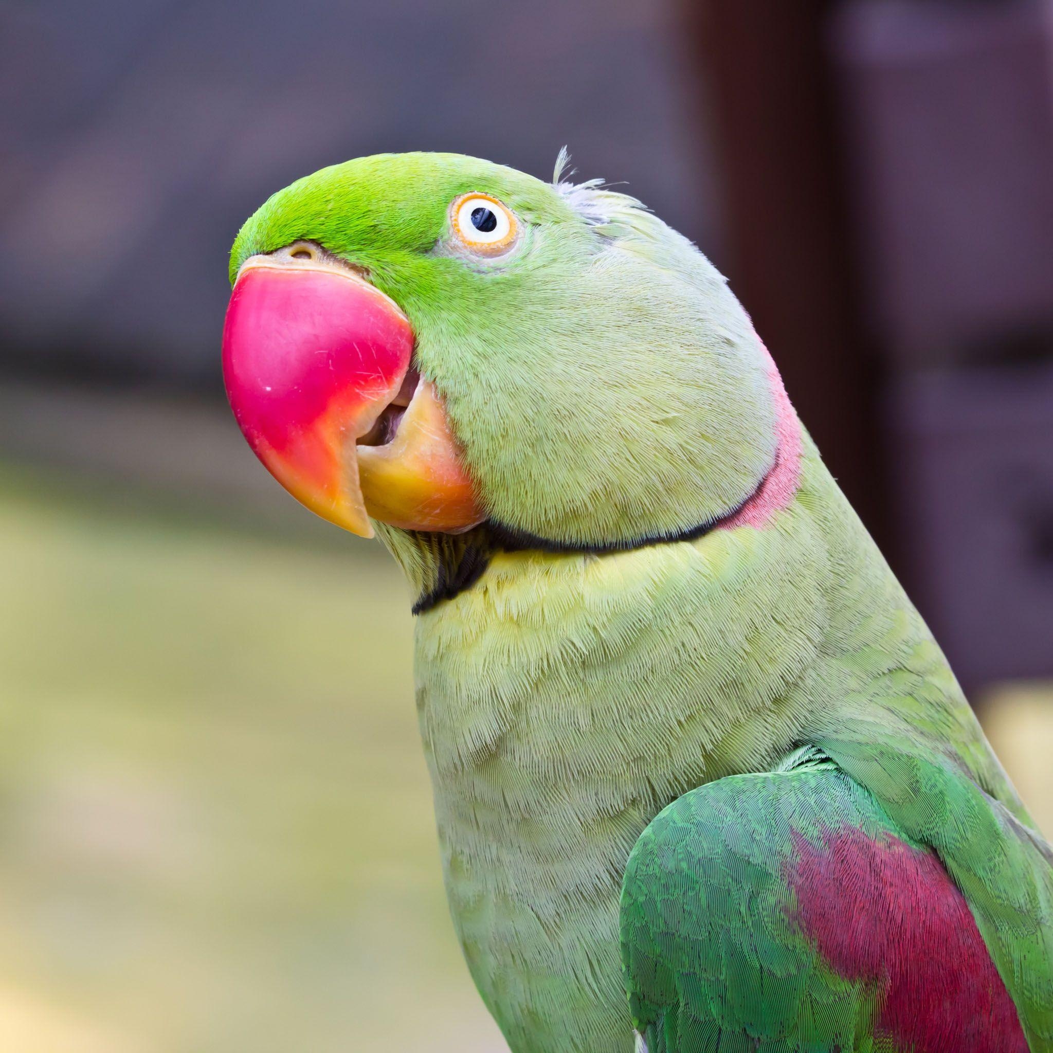 2050x2050 Cute Parrot Wallpaper, Best Cute Parrot Wallpaper in High Quality, Phone