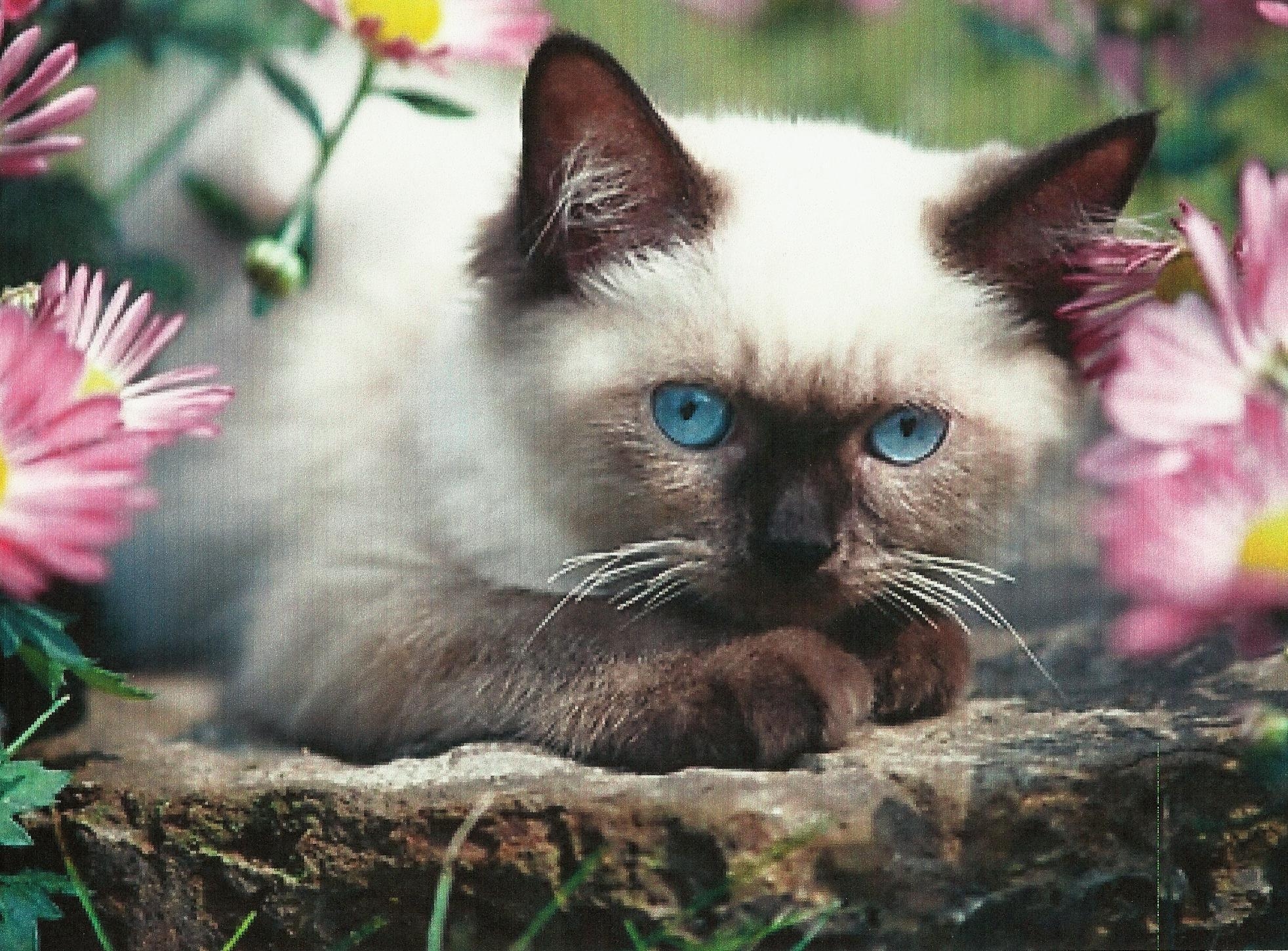 1970x1450 HD A Siamese Kitten Wallpaper, Desktop