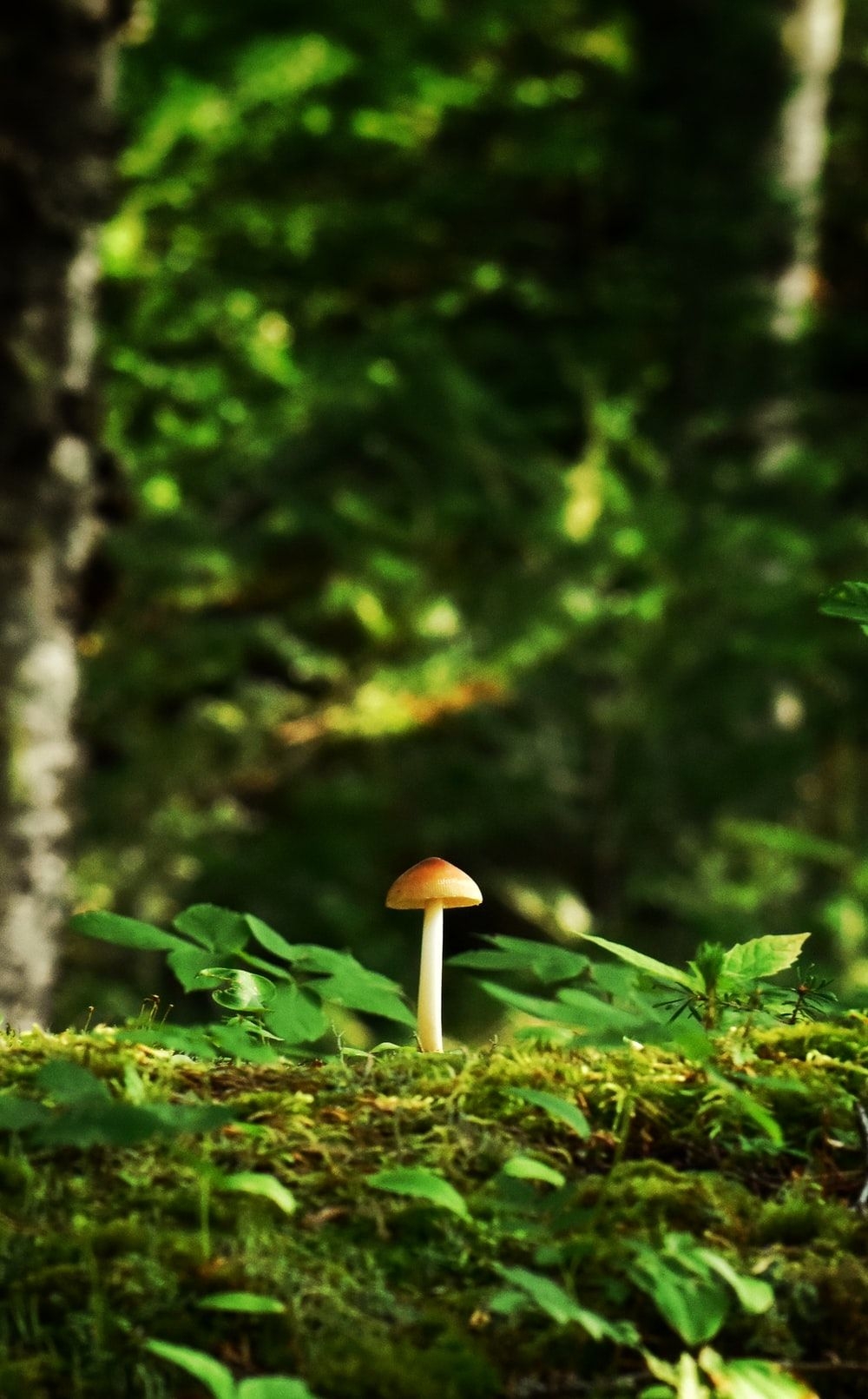 1000x1620 Mushroom Picture [HD]. Download Free Image, Phone