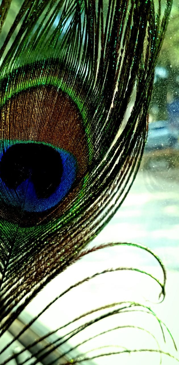 630x1280 Peacock Feather wallpaper, Phone