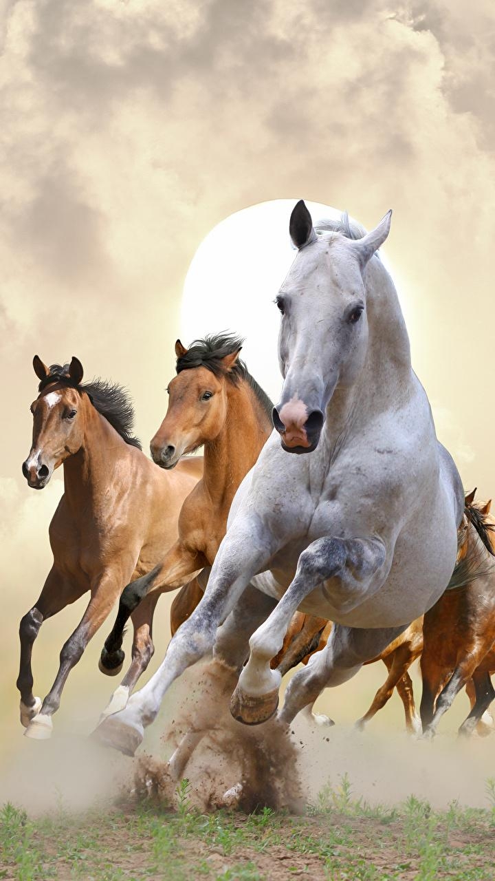 720x1280 Running Horse Wallpaper For Mobile, HD Wallpaper & background, Phone