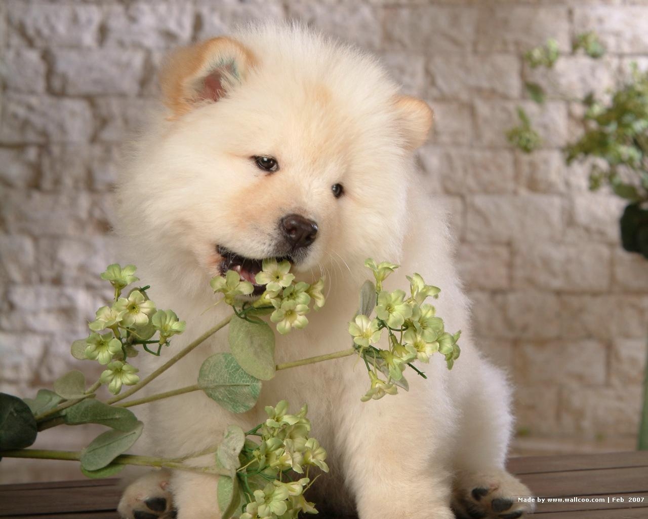 1280x1030 Puppies image Chow Chow Puppy Wallpaper HD wallpaper and background, Desktop