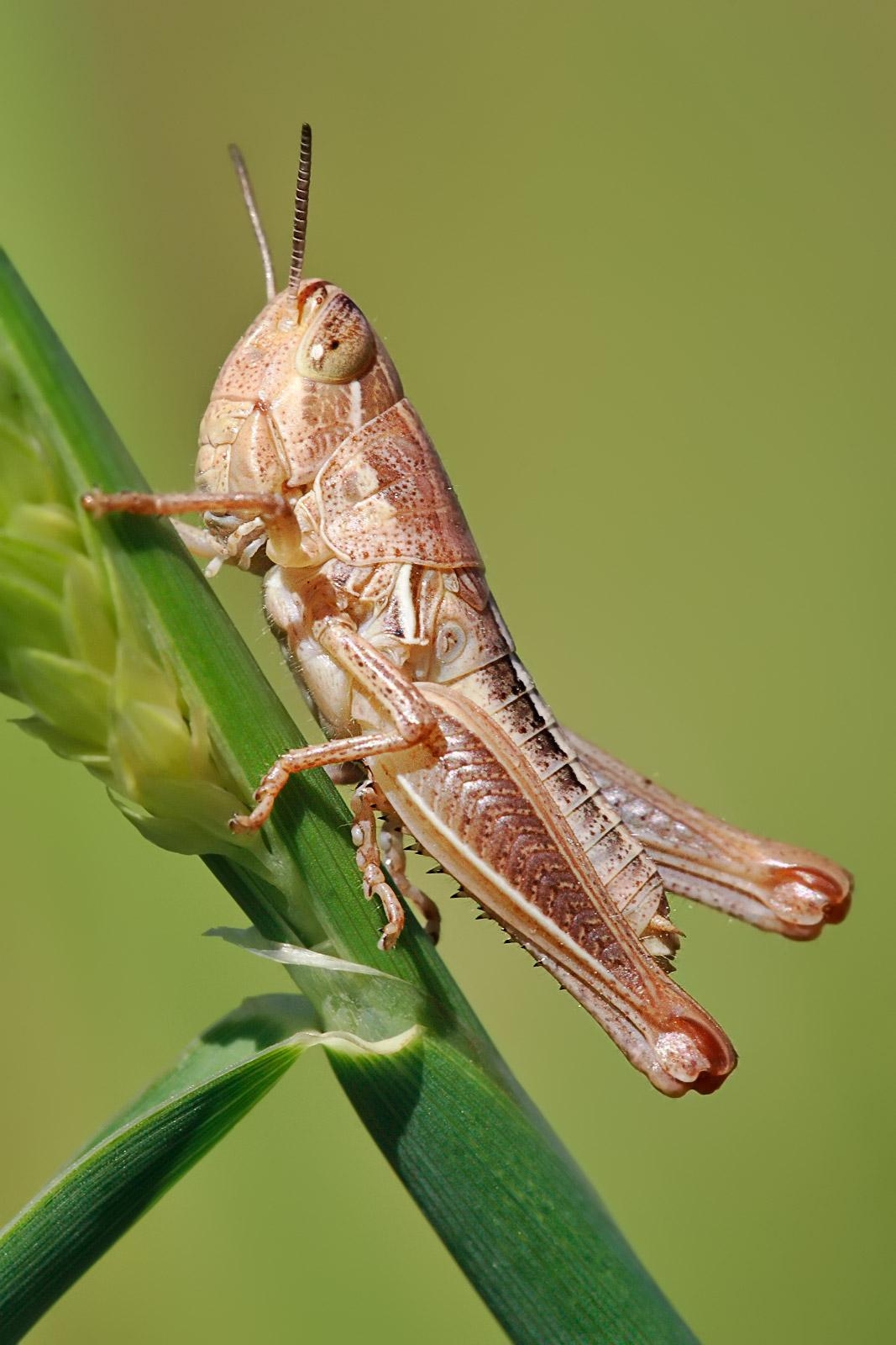 1070x1600 Grasshopper wallpaper, Animal, HQ Grasshopper pictureK, Phone