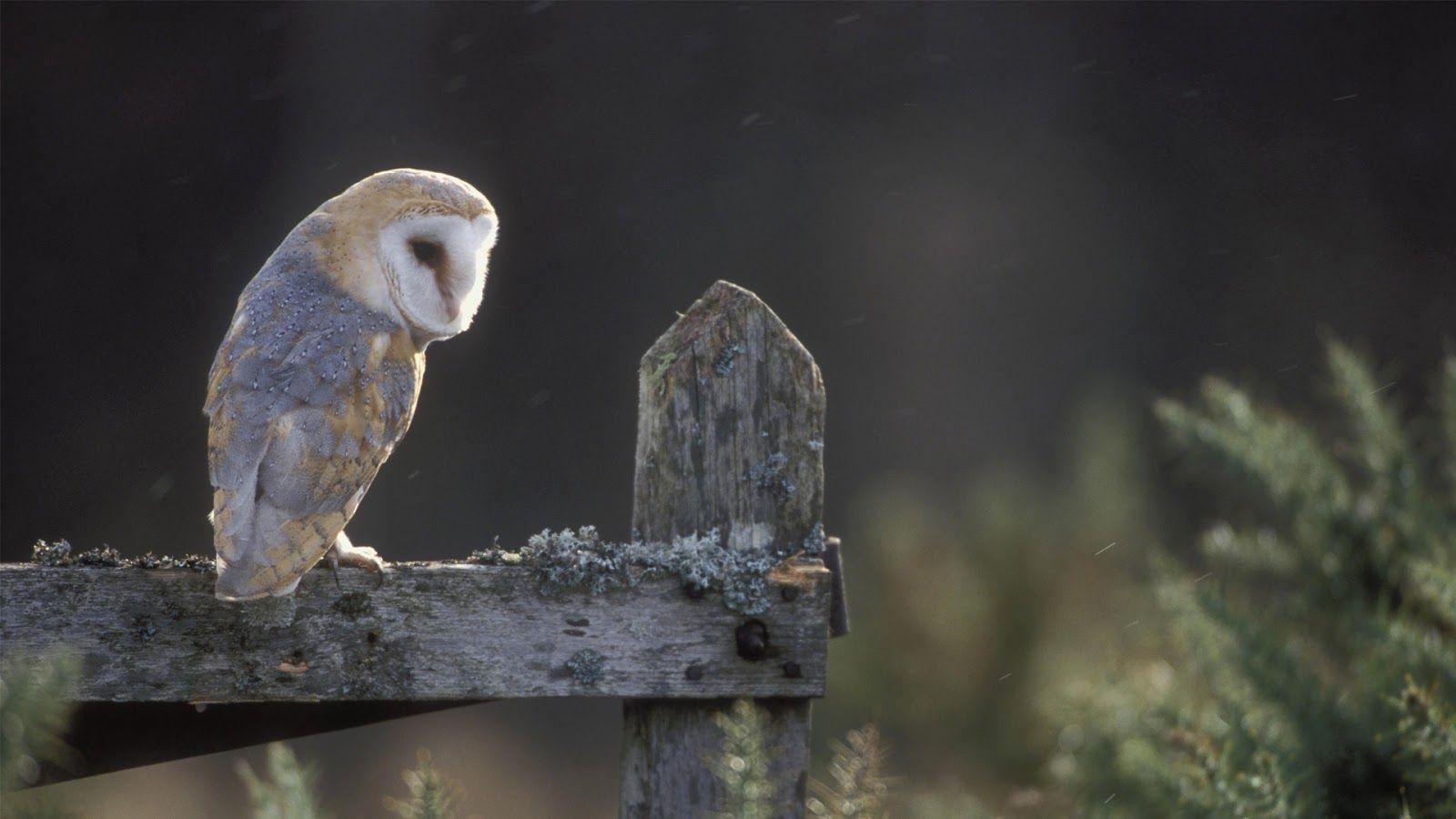 1600x900 Barn Owl. HD Wallpaper (High Definition), Desktop