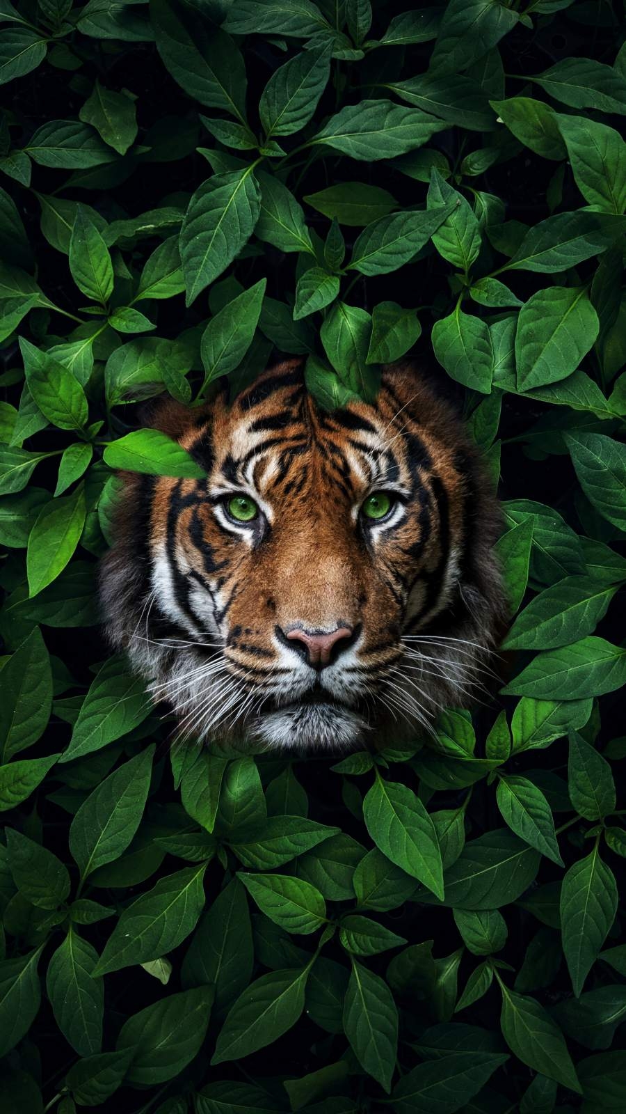 900x1600 Green Eyes Tiger iPhone Wallpaper Wallpaper, iPhone, Phone