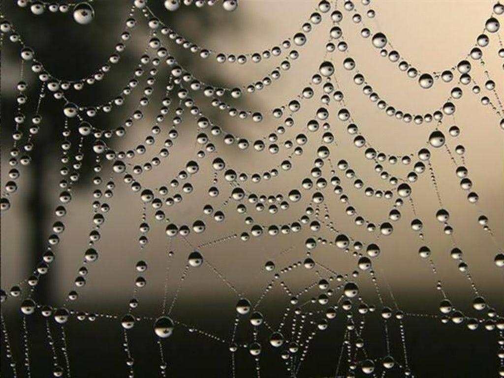 1030x770 Spider web wallpaper from Other wallpaper, Desktop