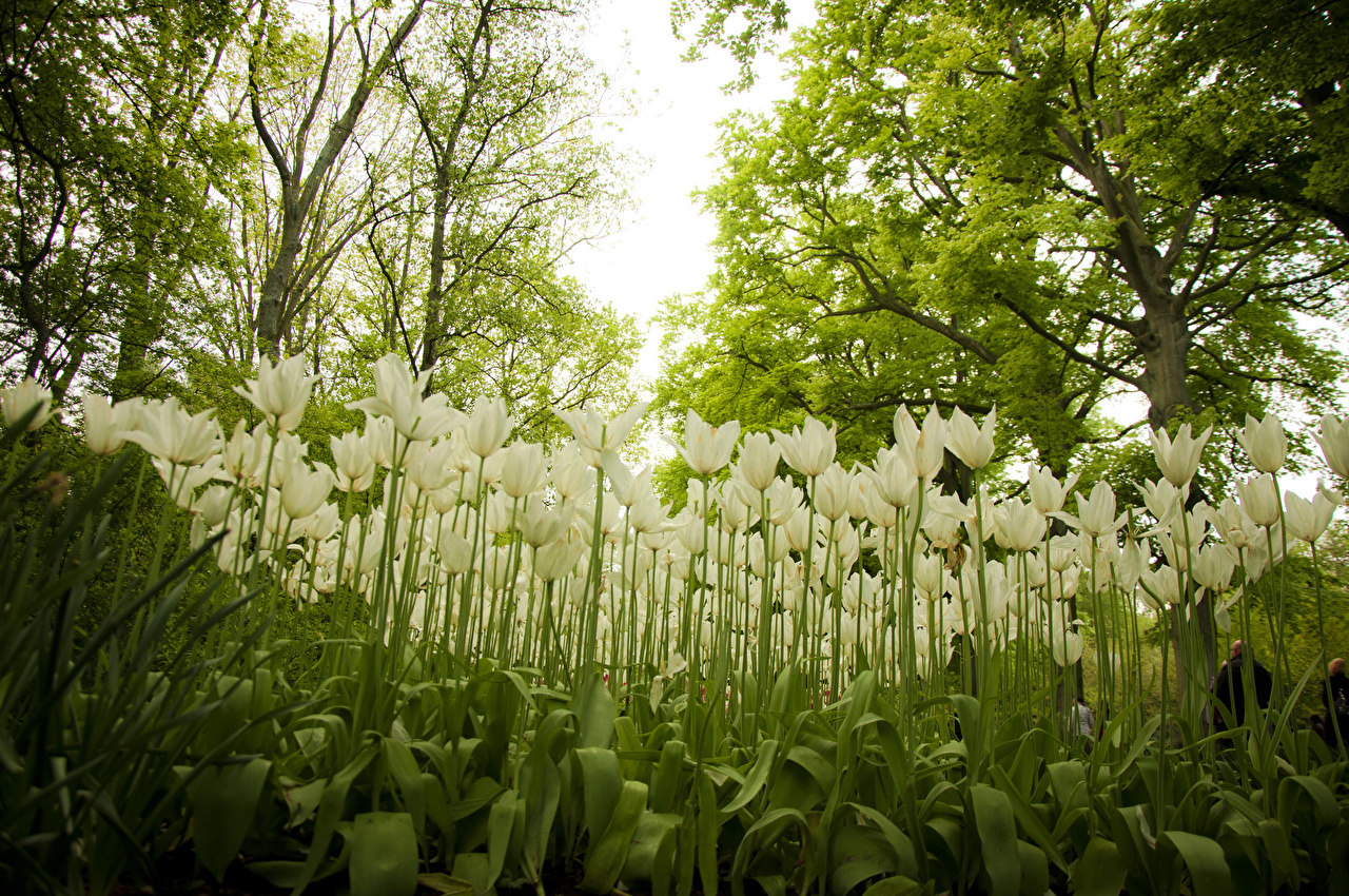 1280x850 Wallpaper Netherlands Keukenhof White Tulips flower Gardens Many, Desktop