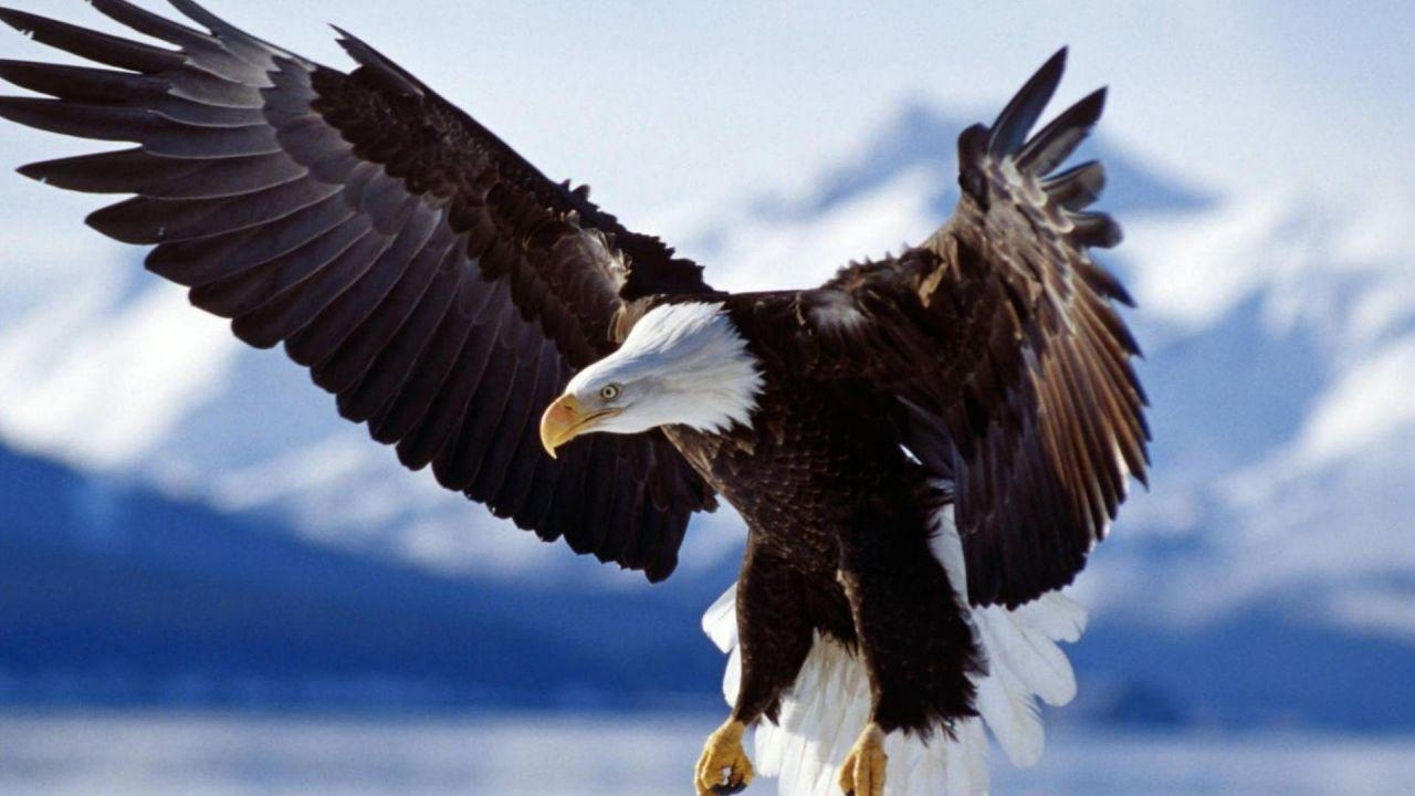 1280x720 Bald Eagle Wallpaper HD Image, Desktop