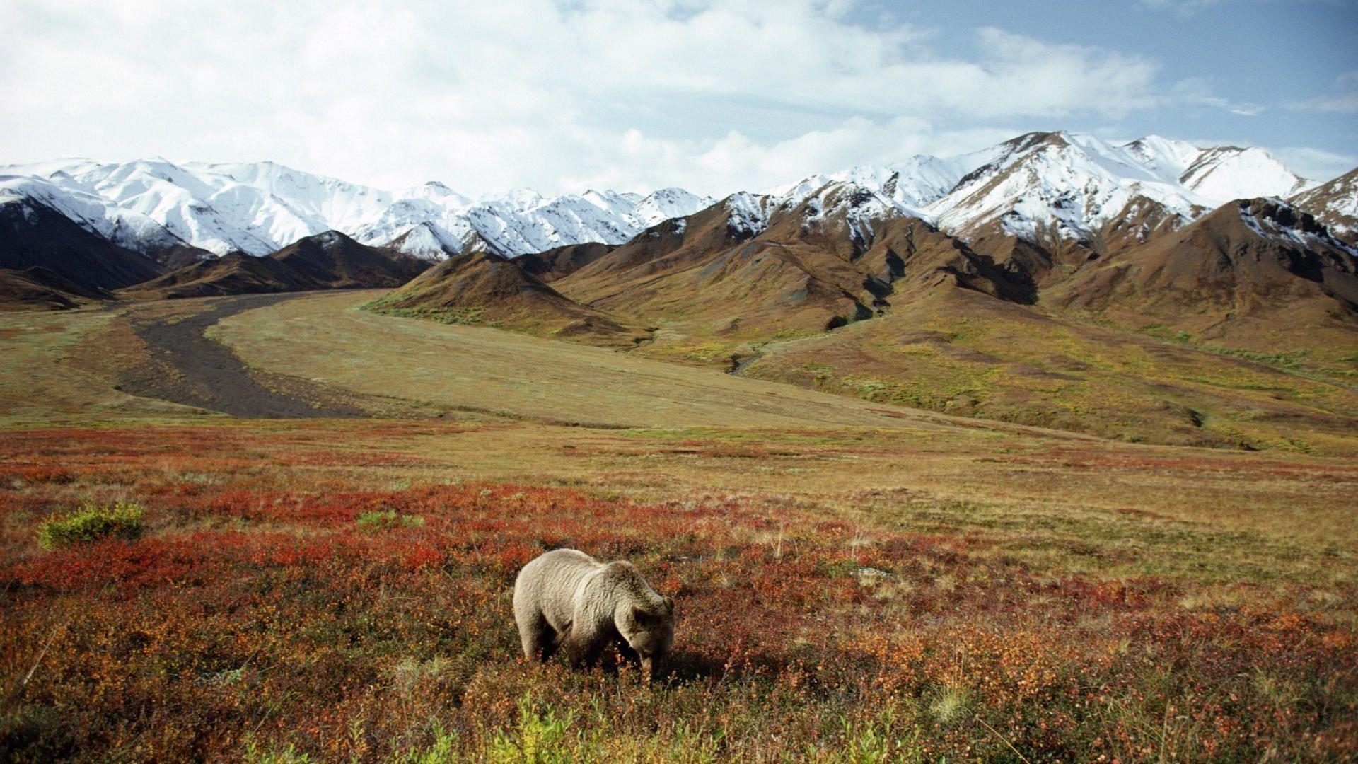 1920x1080 Grizzly Bear In Denali National Park Alaska, Desktop