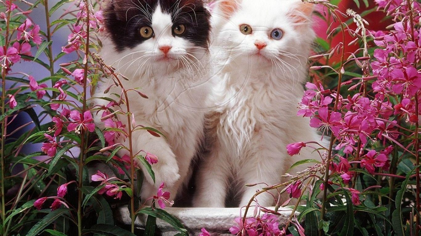 1370x770 Spring Kittens Computer Wallpaper, Desktop Backgroundx768. Kitten wallpaper, Cats, Pets cats, Desktop