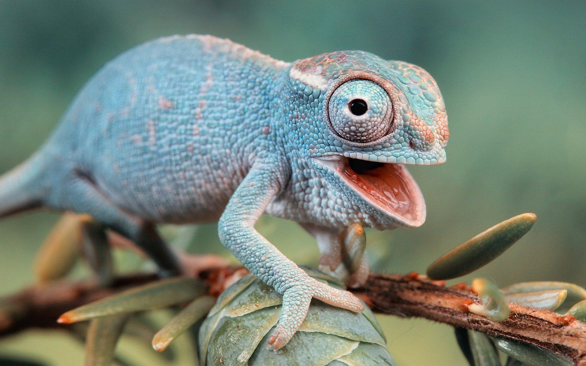 1920x1200 Chameleon HD Wallpaper, Desktop