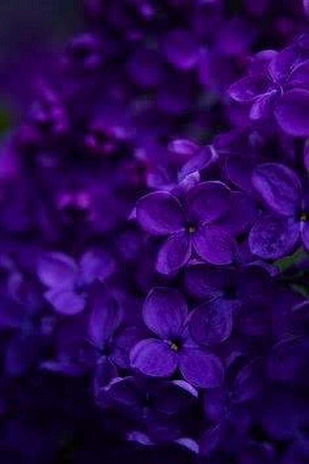 1060x1590 Royal Purple Aesthetic Wallpaper, Phone