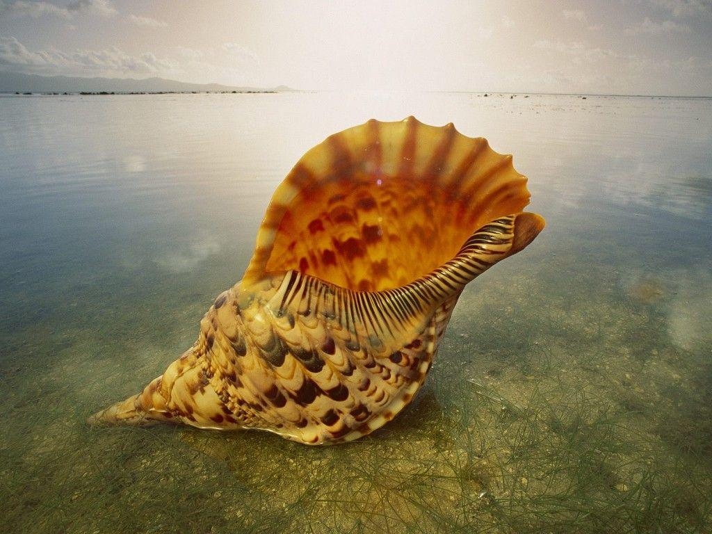 1030x770 years wallpaper live chat by liveperson large seashell wallpaper, Desktop