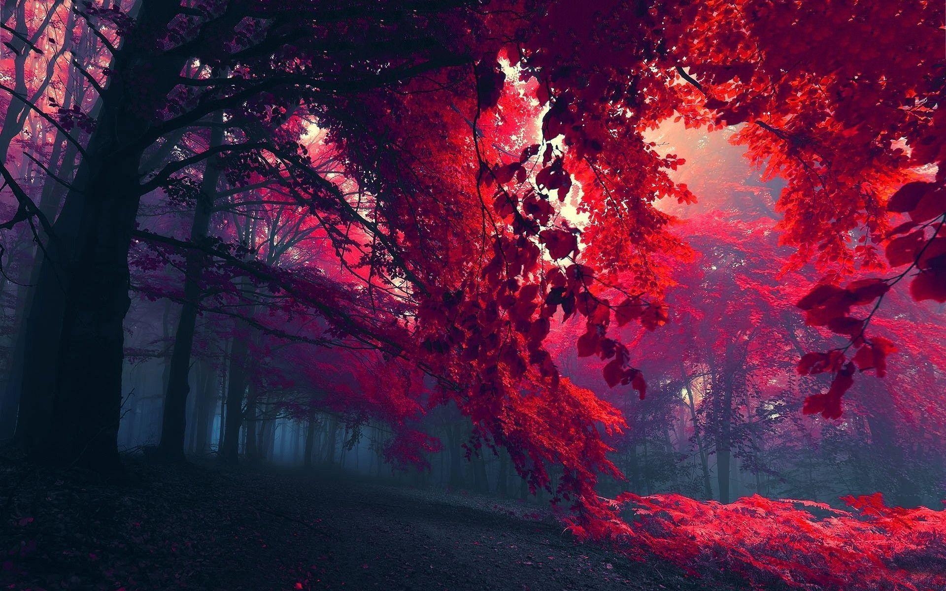 1920x1200 Red Autumn Leaves Wallpaper, Desktop