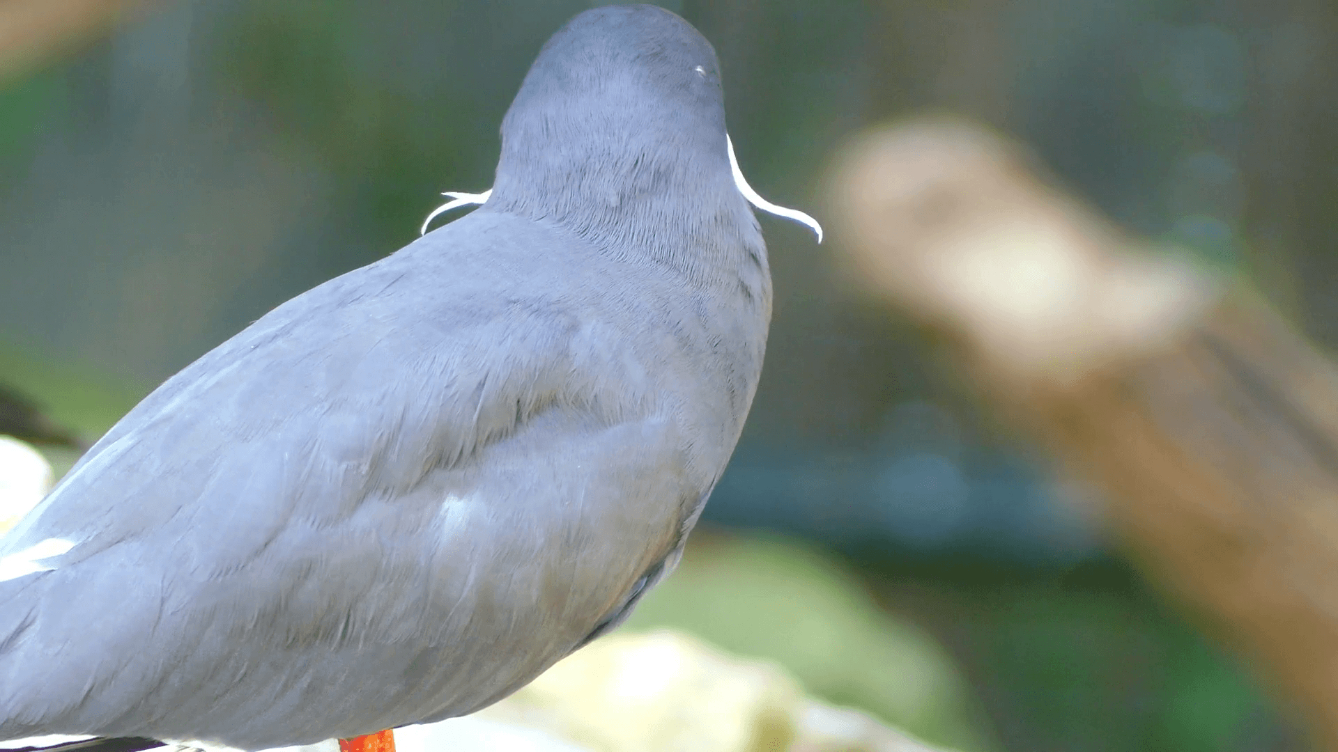 1920x1080 Inca tern (Larosterna inca) is seabird in family Sternidae. It is only member of genus Larosterna. This on coasts of Peru and Chile, and is restricted, Desktop