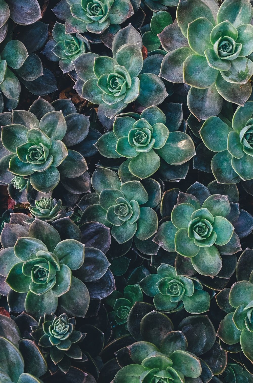 1000x1520 Succulent Picture. Download Free.com, Phone