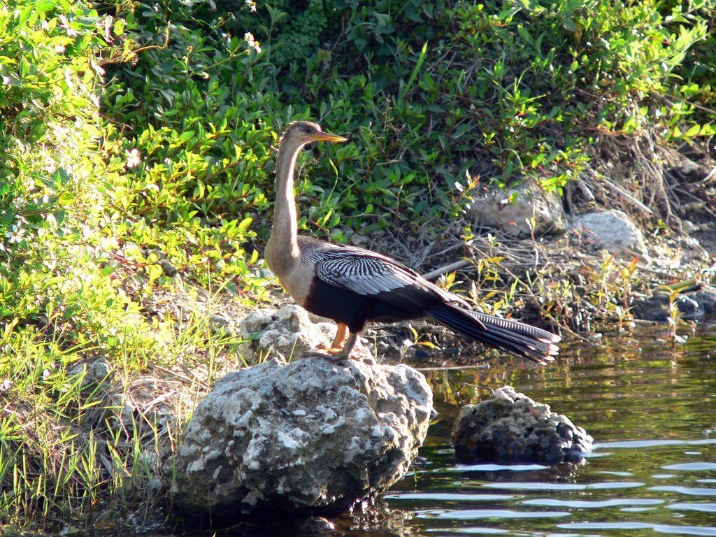 1030x770 Anhinga anhinga -Everglades National Park -USA, Desktop