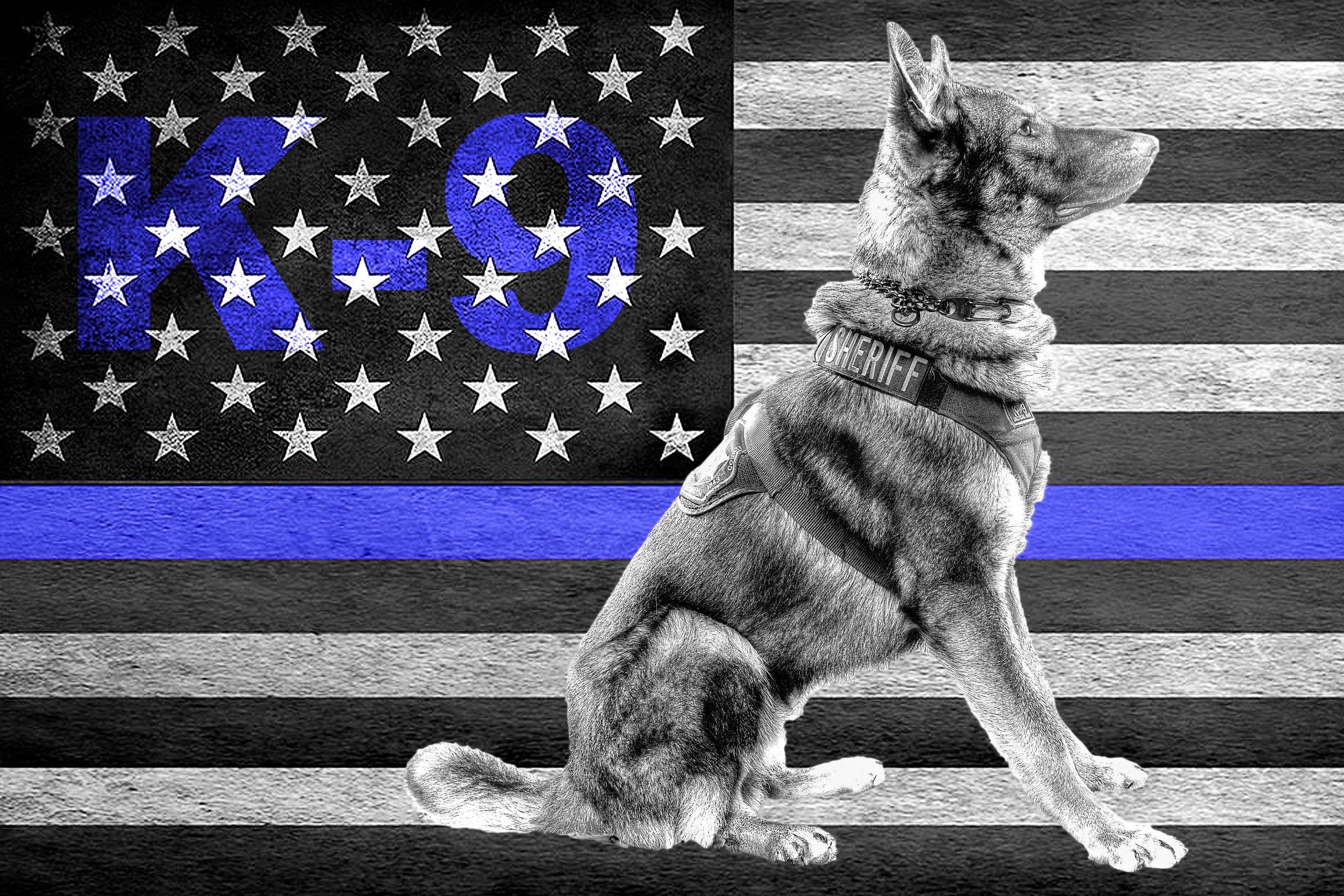 3000x2000 Thin Blue Line K K9 officer gift, Police dog, Wall Art. K9 officer gifts, K9 officer, Police dogs, Desktop