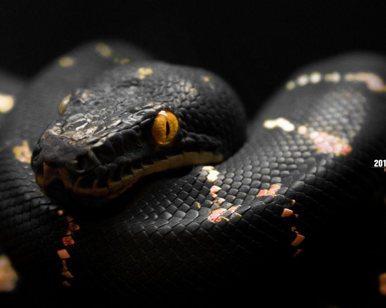 1280x1030 Black Mamba Snake Wallpaper, Desktop