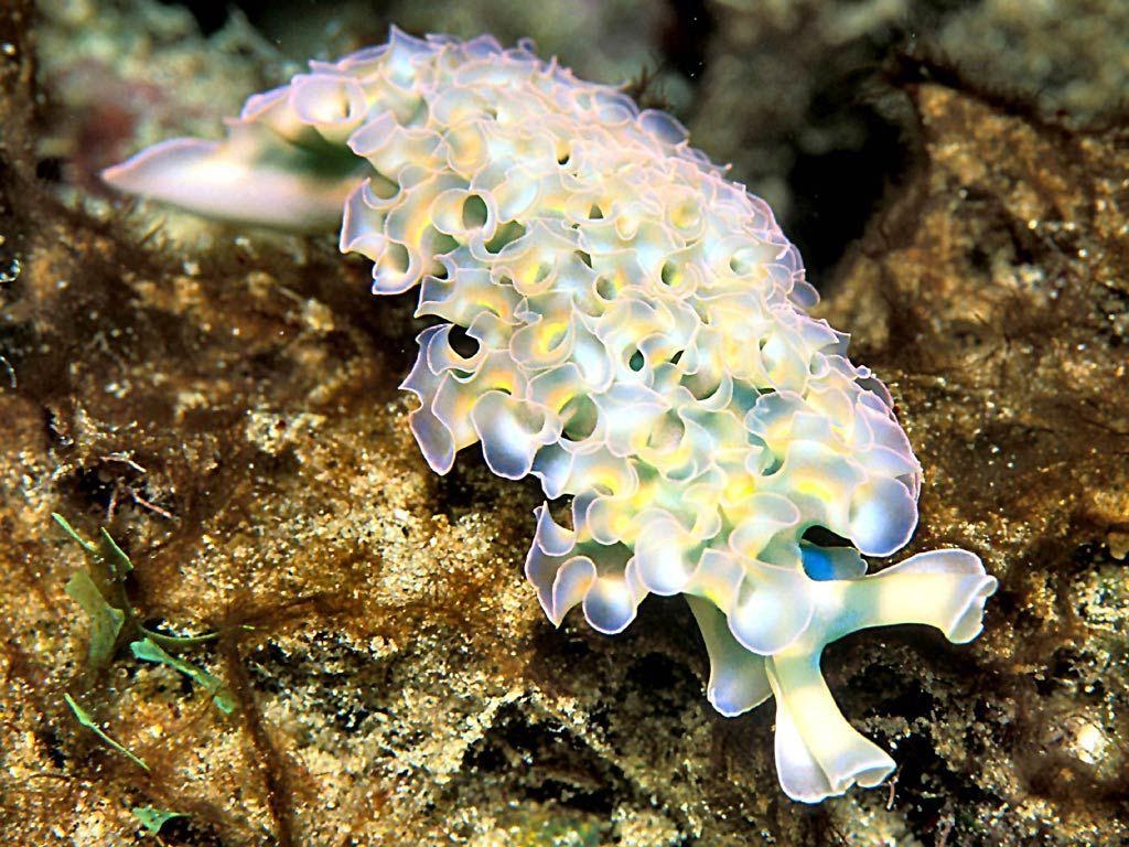 1030x770 Free Sea Slug Wallpaper download, Desktop