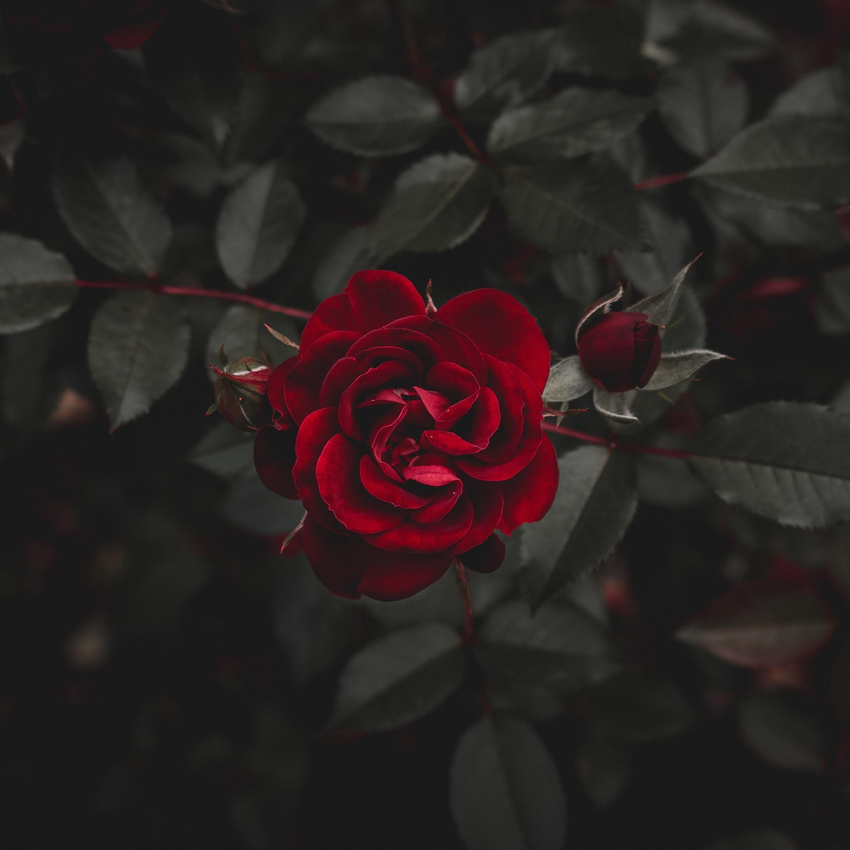 2780x2780 Download wallpaper  rose, red, flower, bud ipad air, ipad, Phone