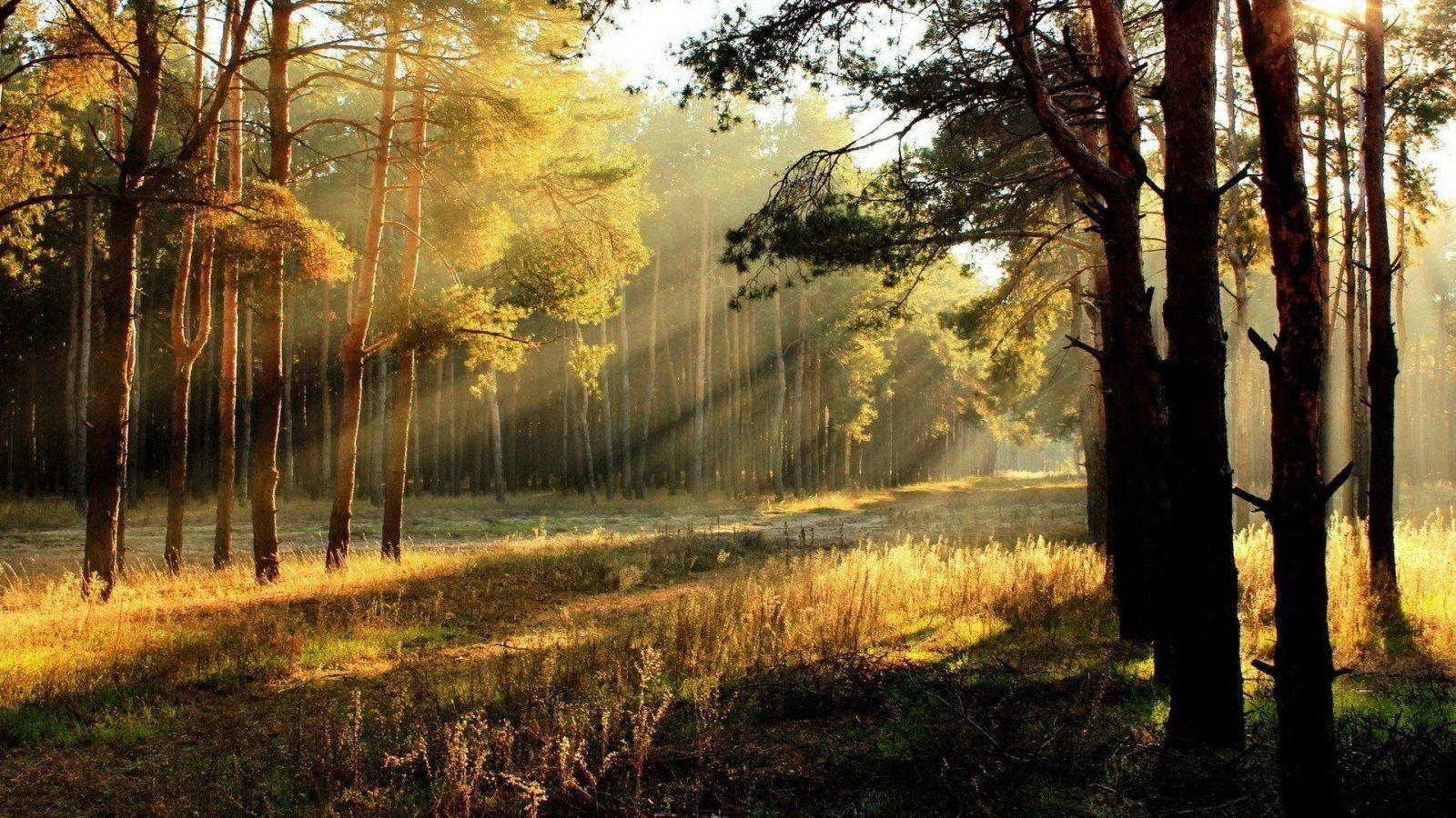 1600x900 Sun Rays. Sun Rays Through Forest Trees HD Wallpaper 1600 x 900, Desktop