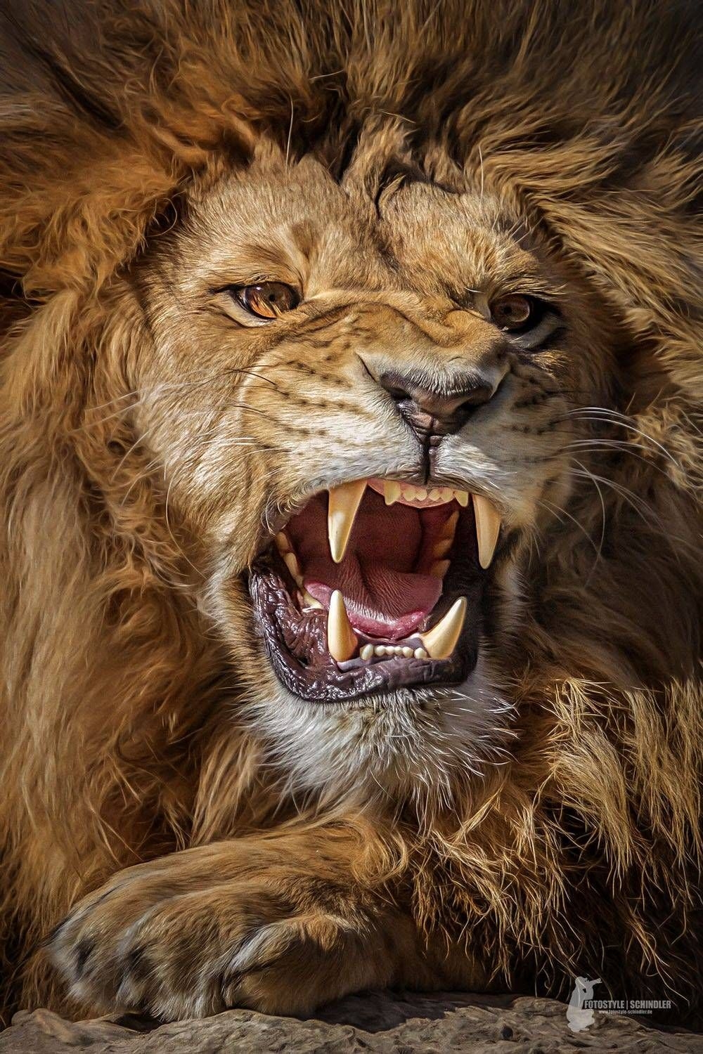 1000x1500 Lion Roar HD Wallpaper, Phone