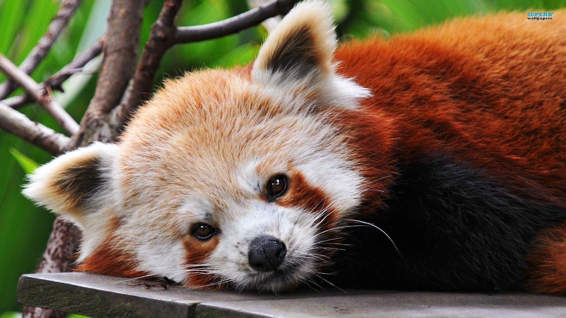 1920x1080 Baby Red Pandas, Desktop