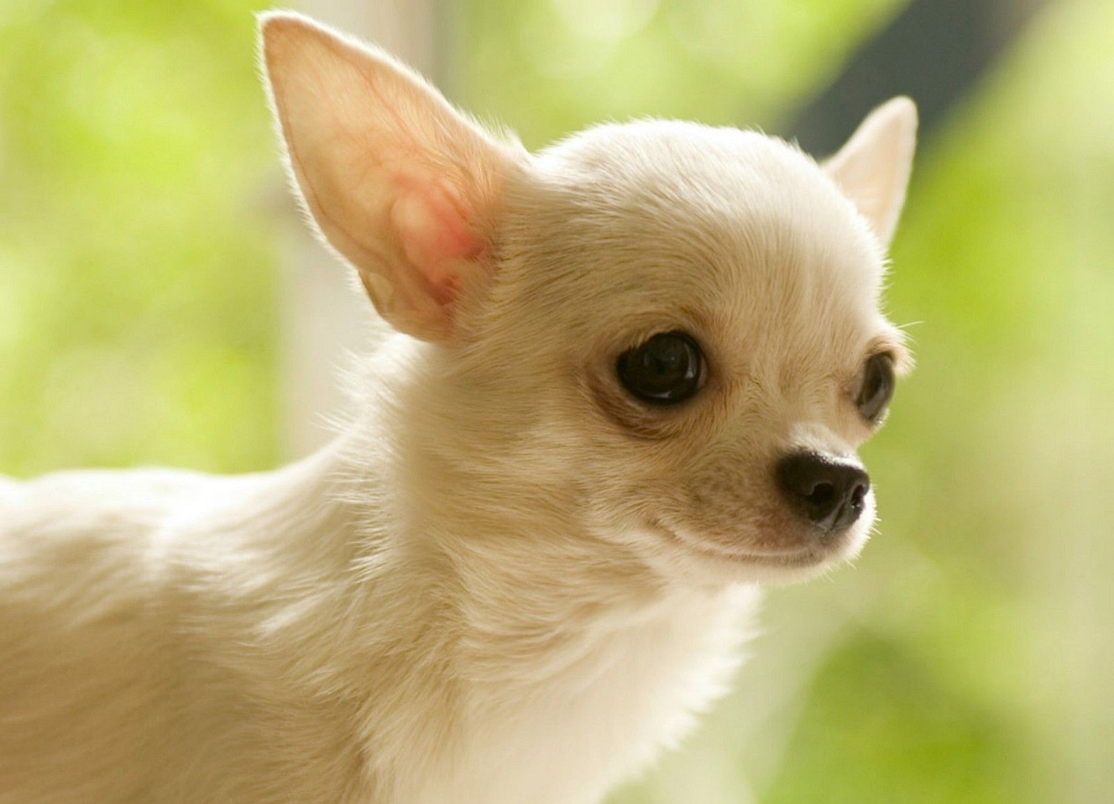 1600x1160 Teacup Chihuahua HD Wallpaper 1280×720. Chihuahua, Desktop