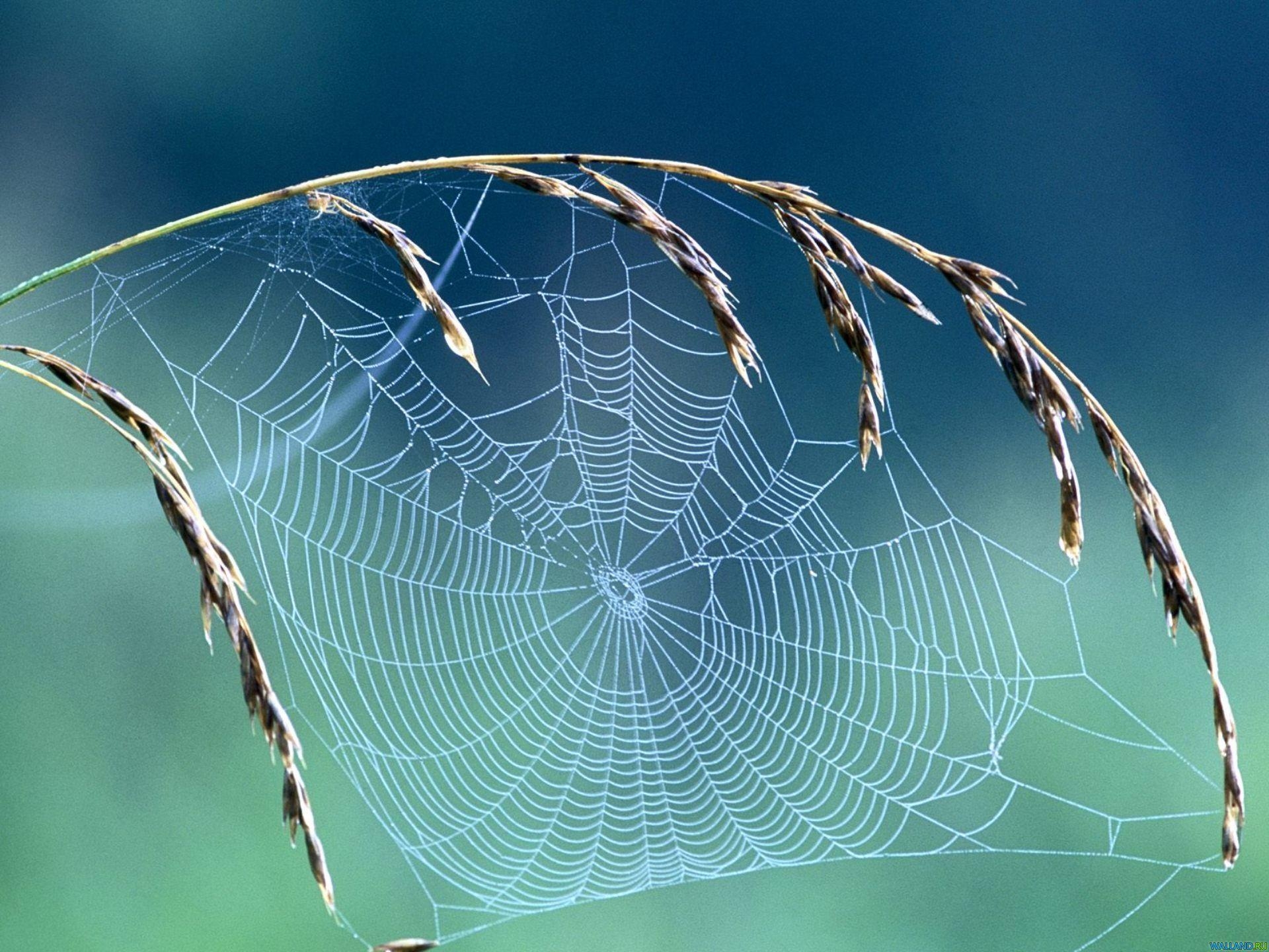 1920x1440 HD Spider Web Wallpaper, Desktop