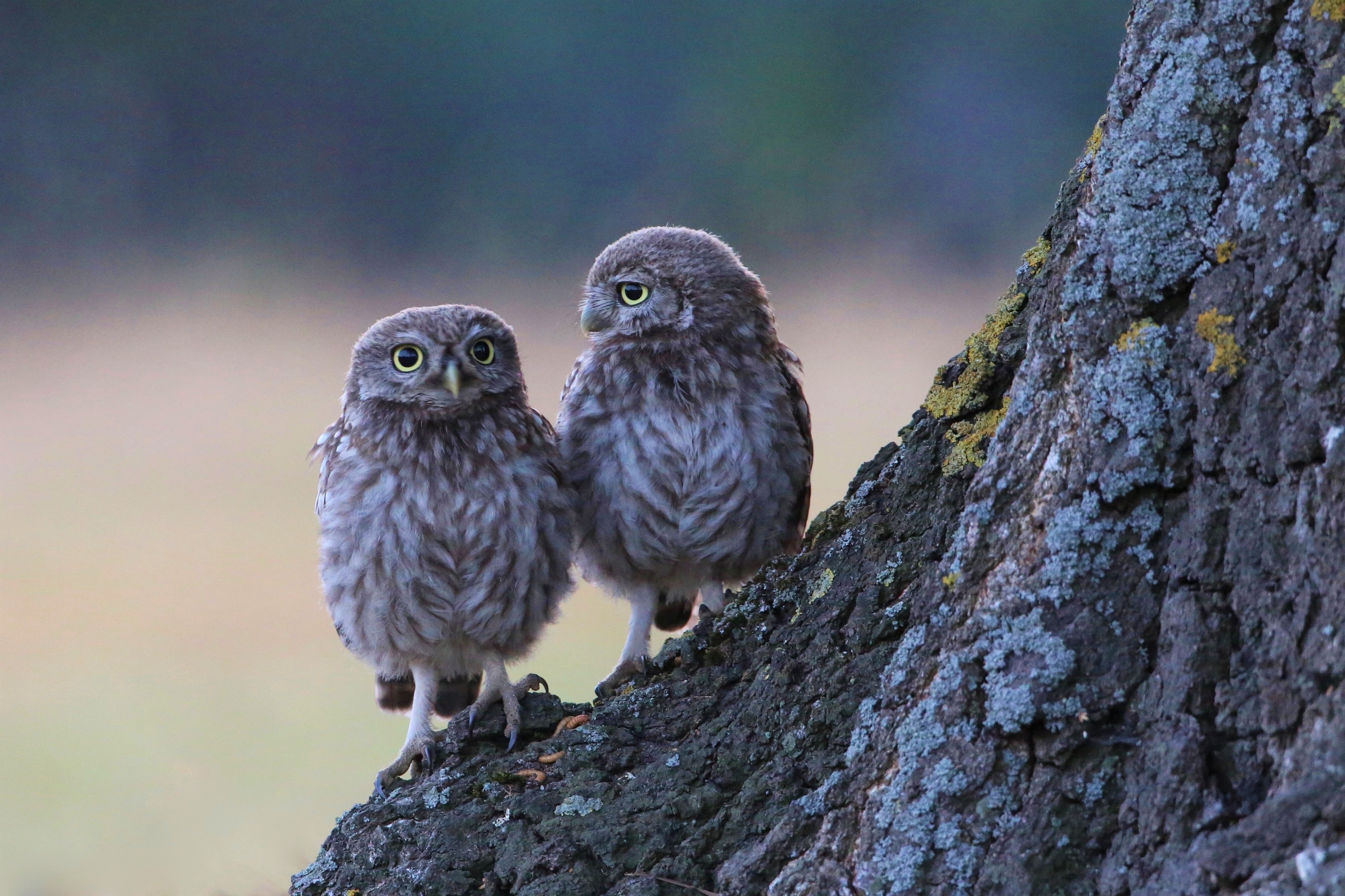 4300x2870 Two Owls on a Tree 4k Ultra HD Wallpaper. Background Image, Desktop