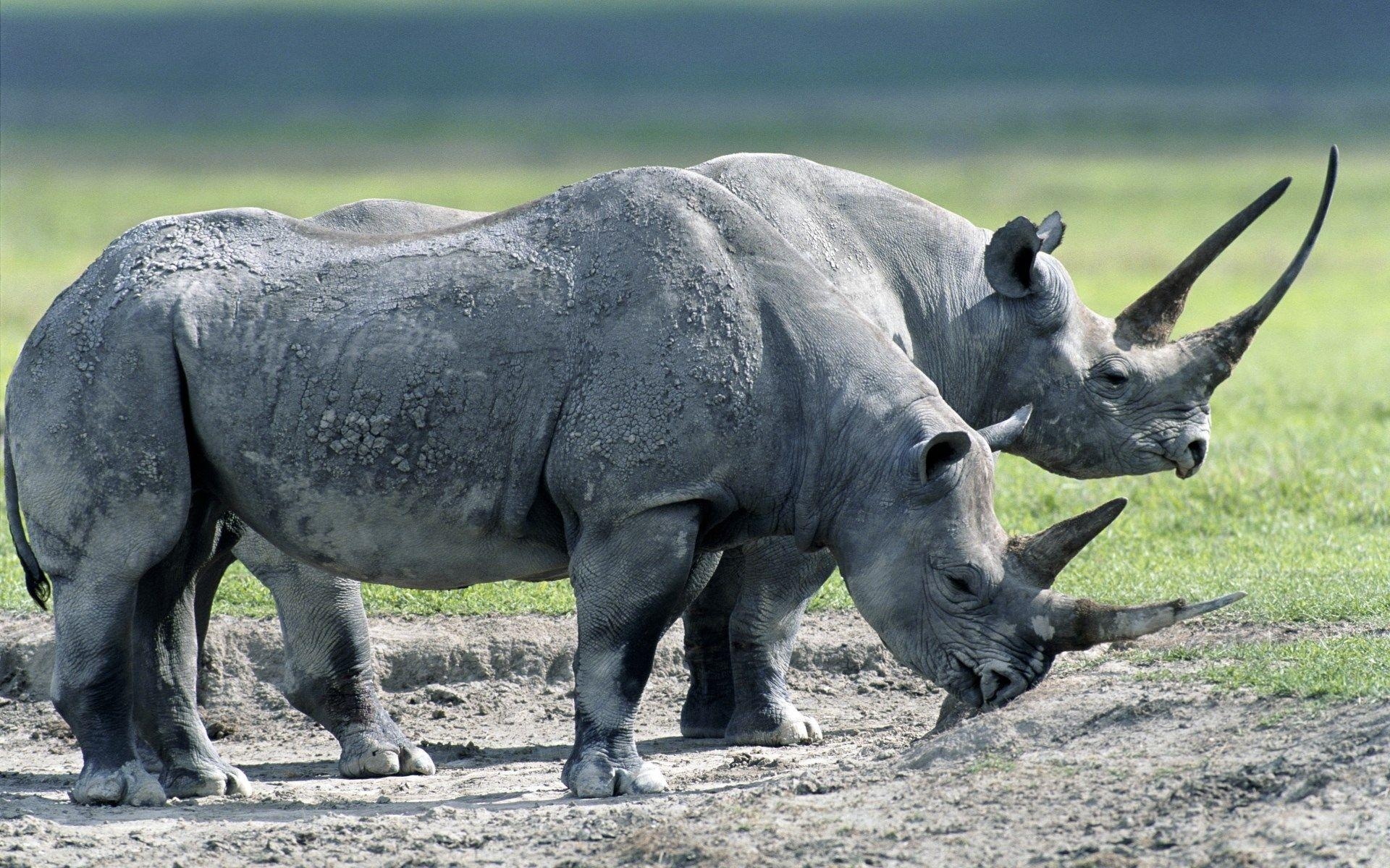 1920x1200 rhino category Quality rhino picture. ololoshenka, Desktop