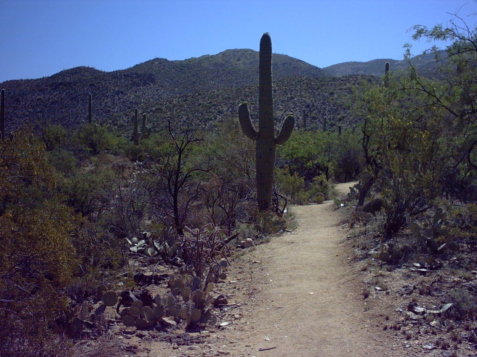 1600x1200 Hikes & Trails at the Park of Saguaro National Park, Desktop