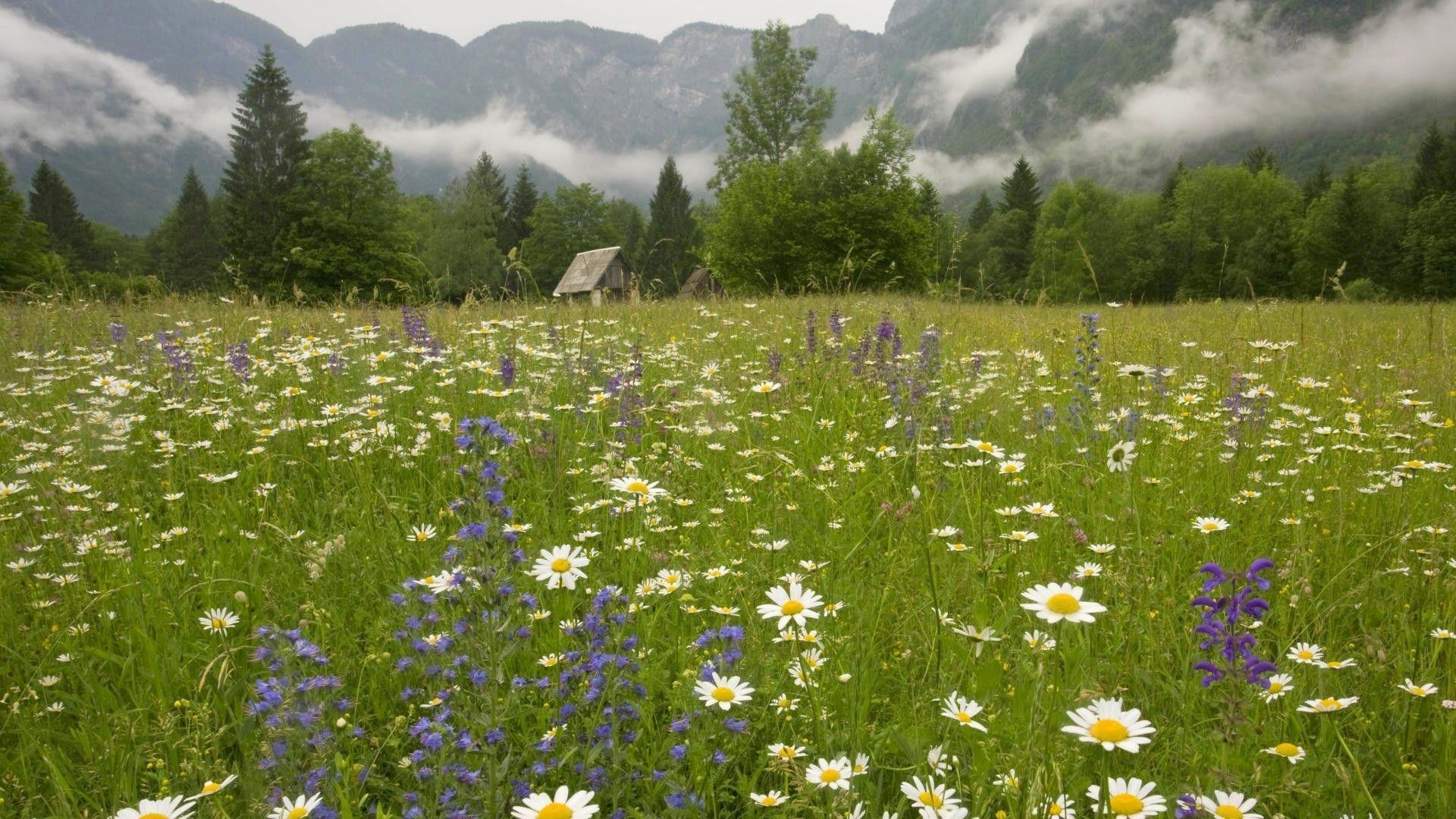 1920x1080 HD Wildflower On Mountain Meadow Wallpaper Download, Desktop