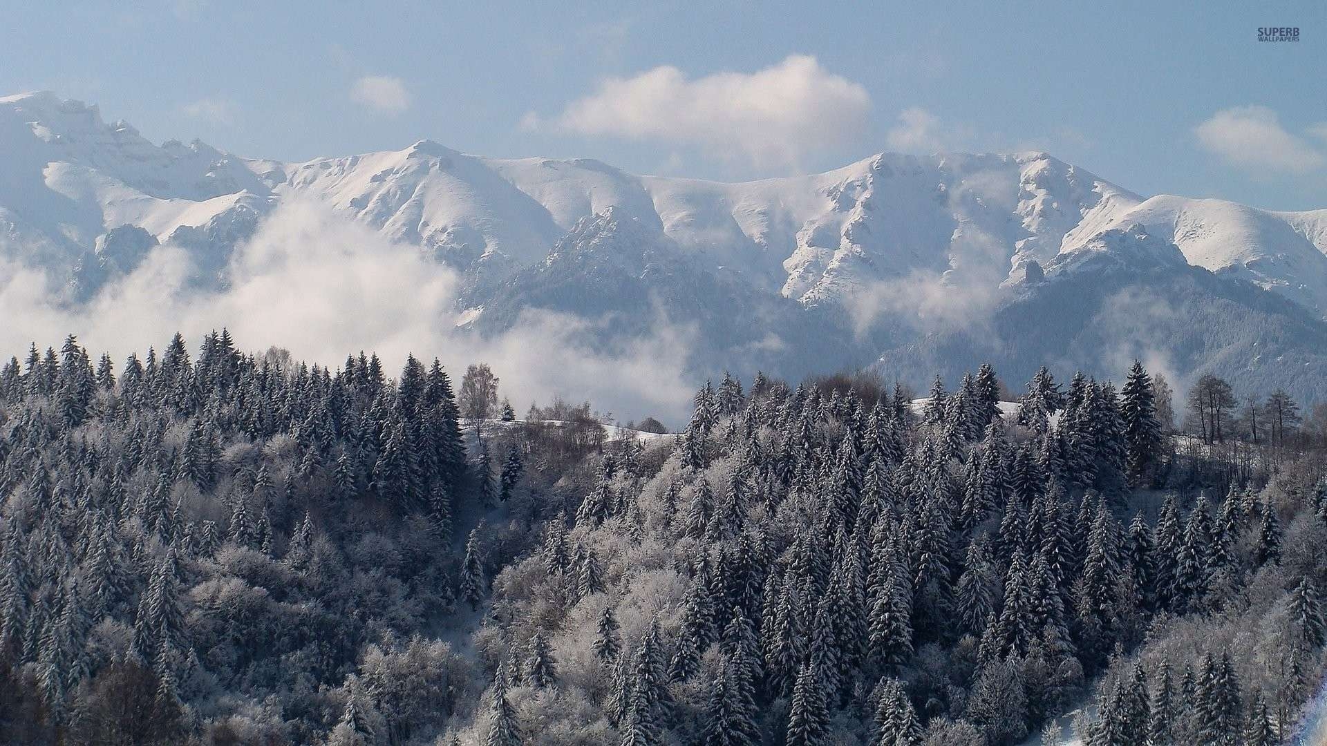 1920x1080 Winter Forest Wallpaper, Desktop