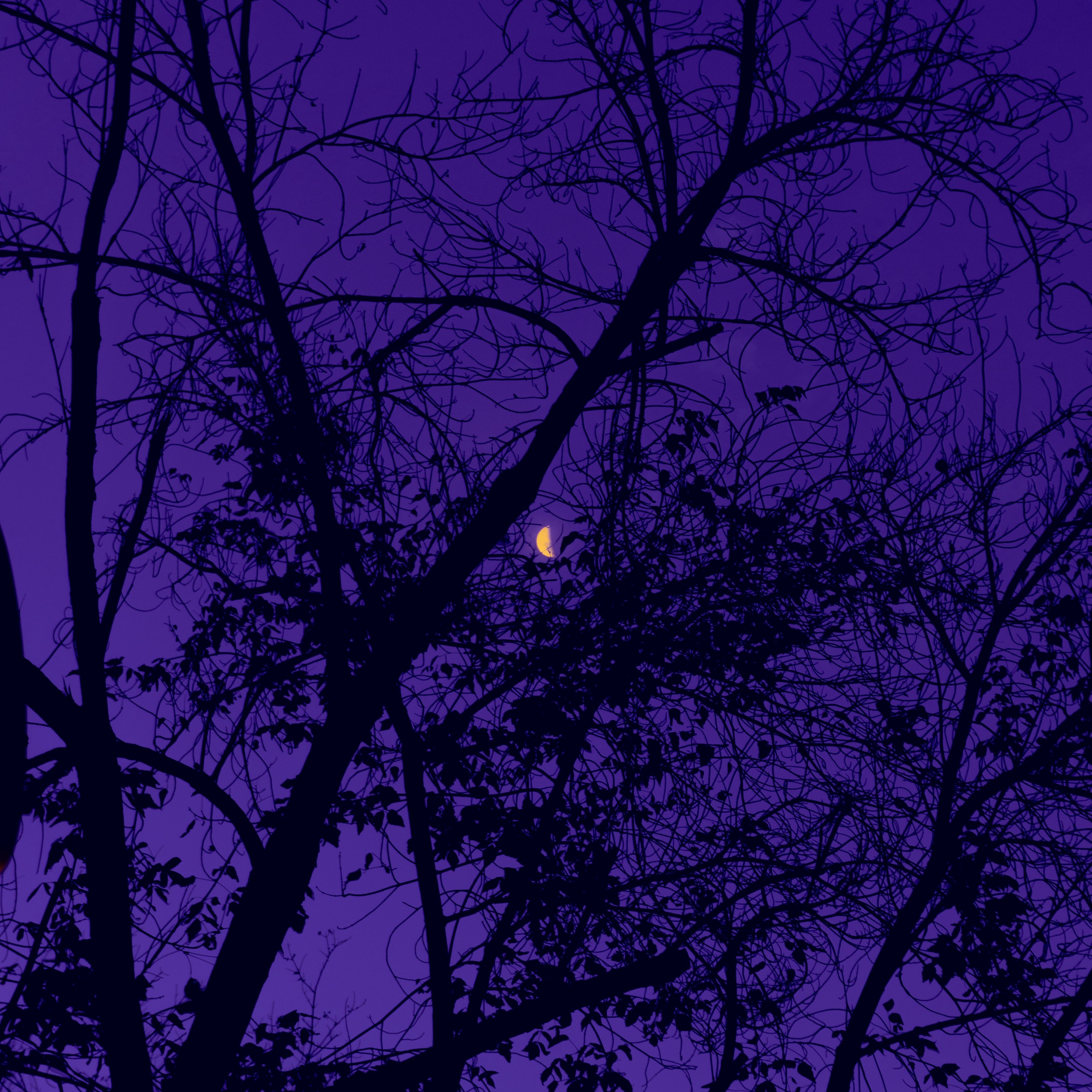 3420x3420 Download wallpaper  trees, the moon, night, sky, purple ipad pro 12.9 retina for parallax HD background, Phone