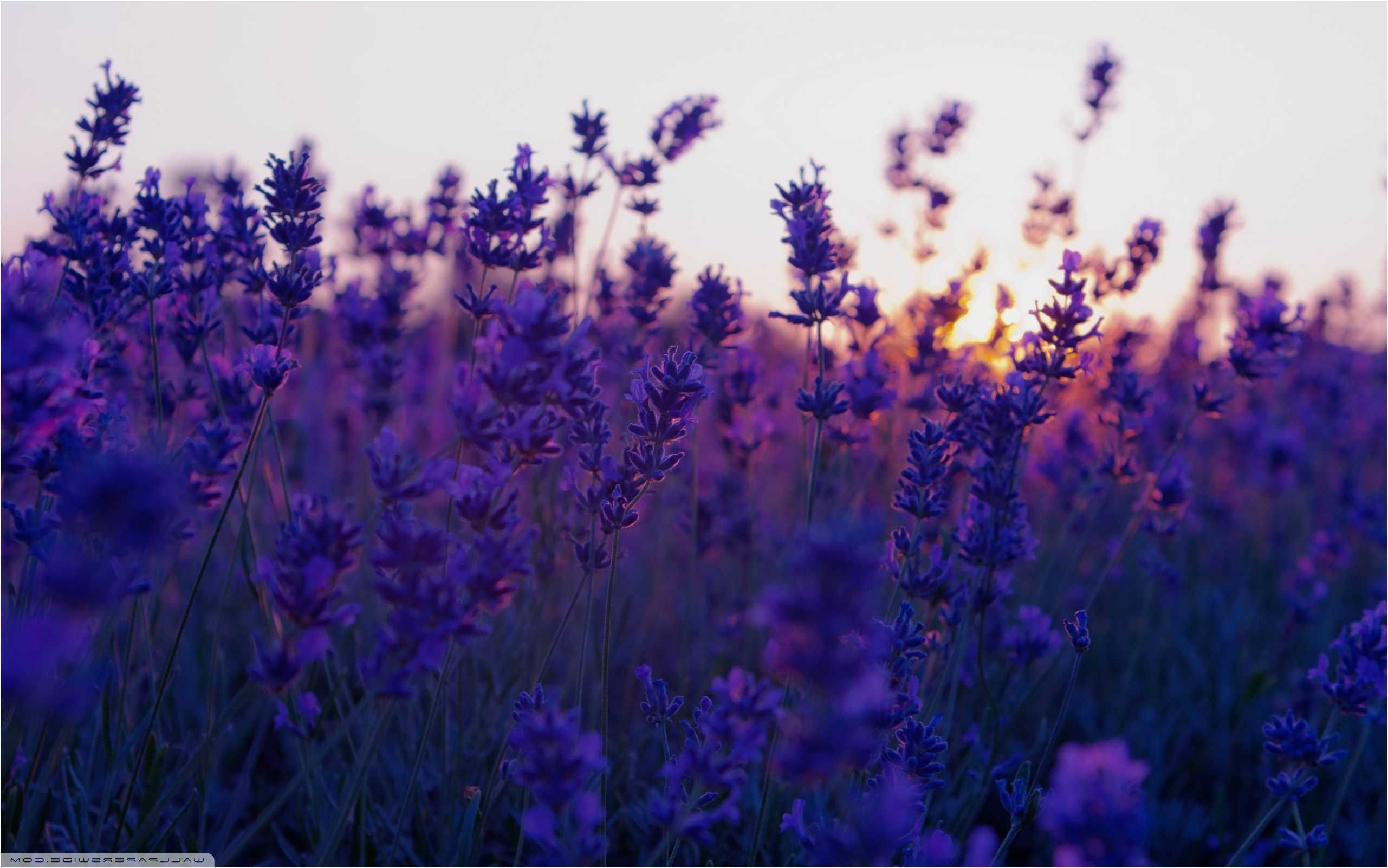 2570x1610 Lavender Wallpaper Free Lavender Background, Desktop