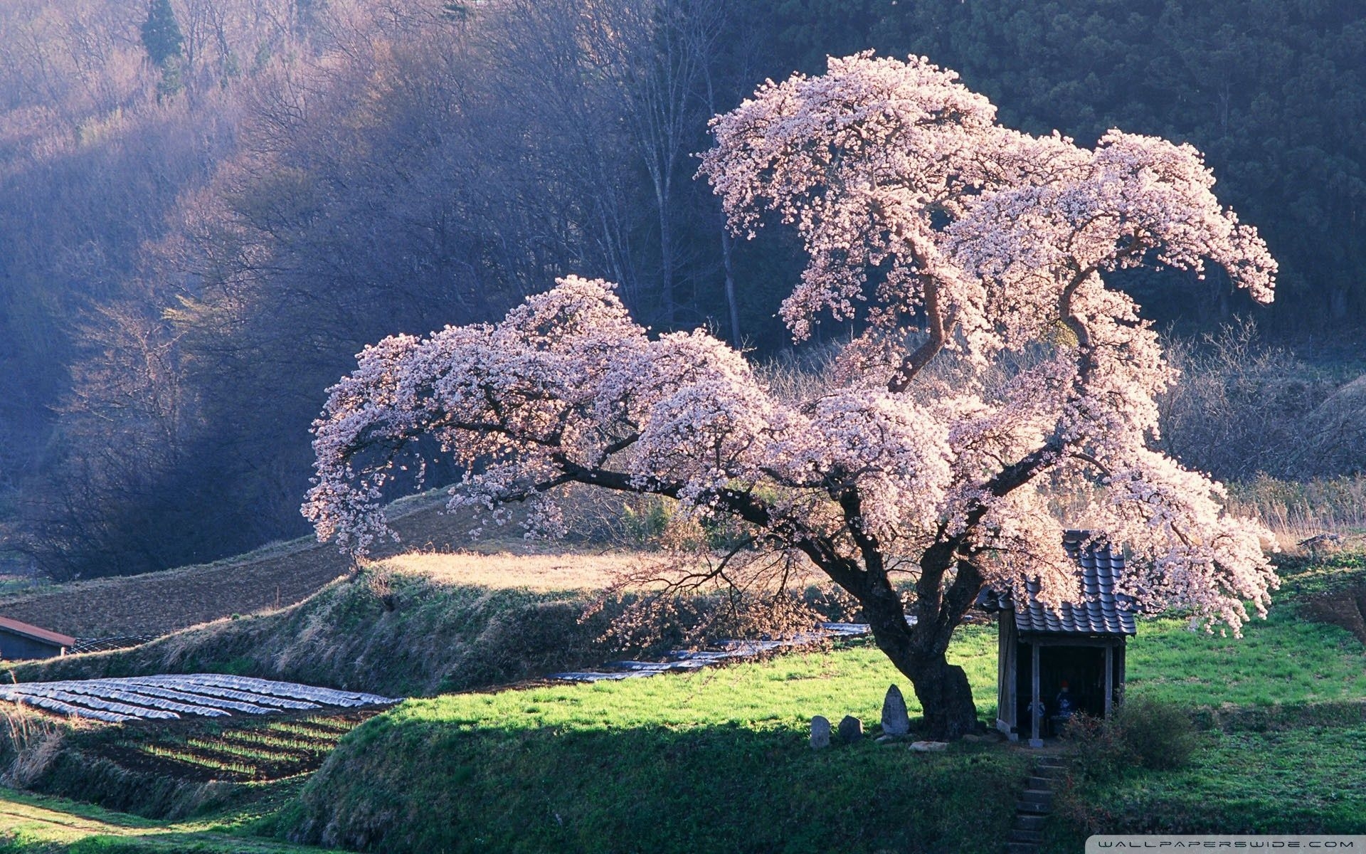 1920x1200 Spring in Japan Wallpaper Free Spring in Japan Background, Desktop