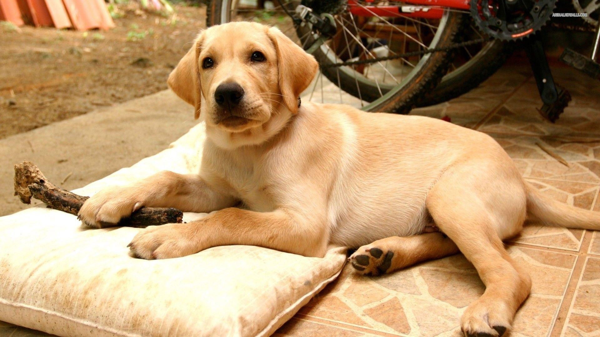 1920x1080 Labrador Retriever Wallpaper HD Download, Desktop