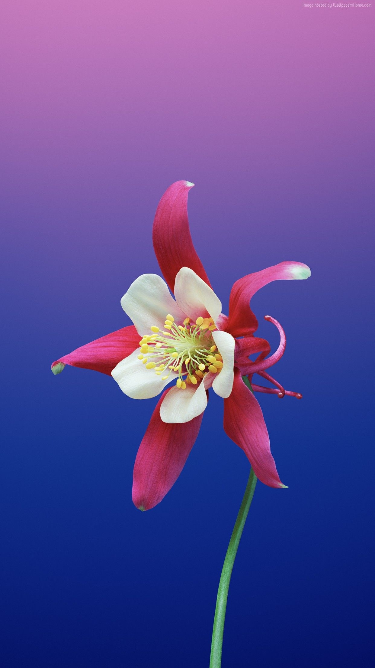 1250x2210 Apple Flower Wallpaper Free Apple Flower Background, Phone