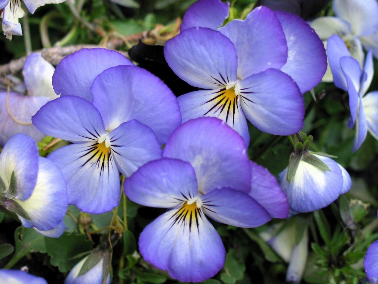 1600x1200 Flowers For > Pansy Flower Wallpaper, Desktop