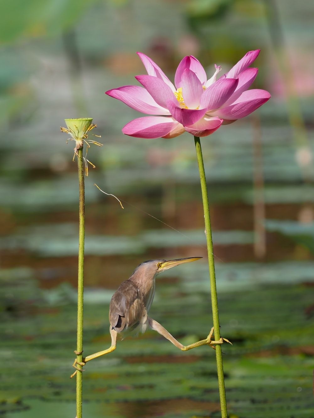 1000x1340 Flowers And Birds Picture. Download Free Image, Phone