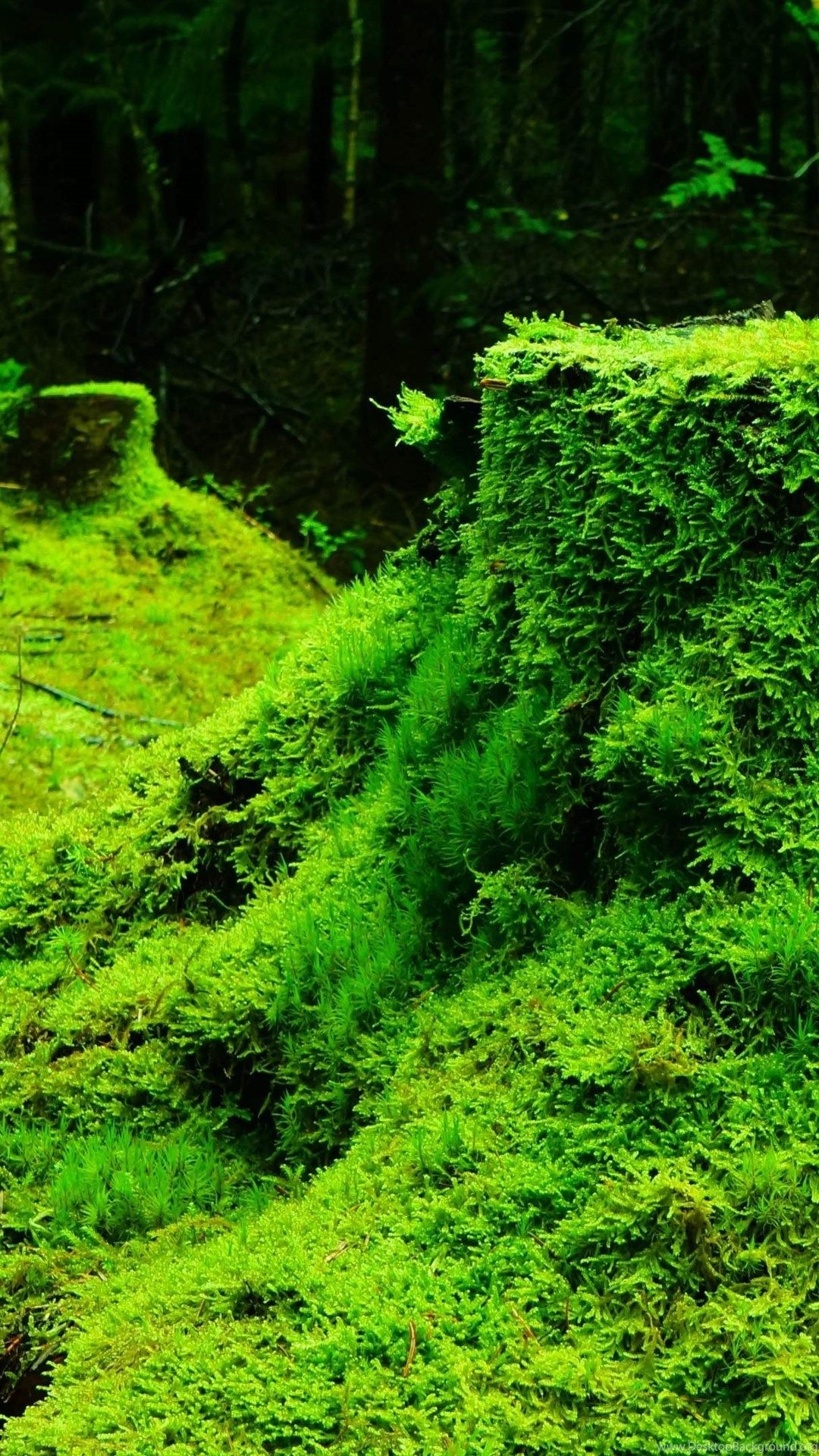1080x1920 Forest Green Nature Grass Moss Dark 4k Uhd High Resolution. Desktop Background, Phone