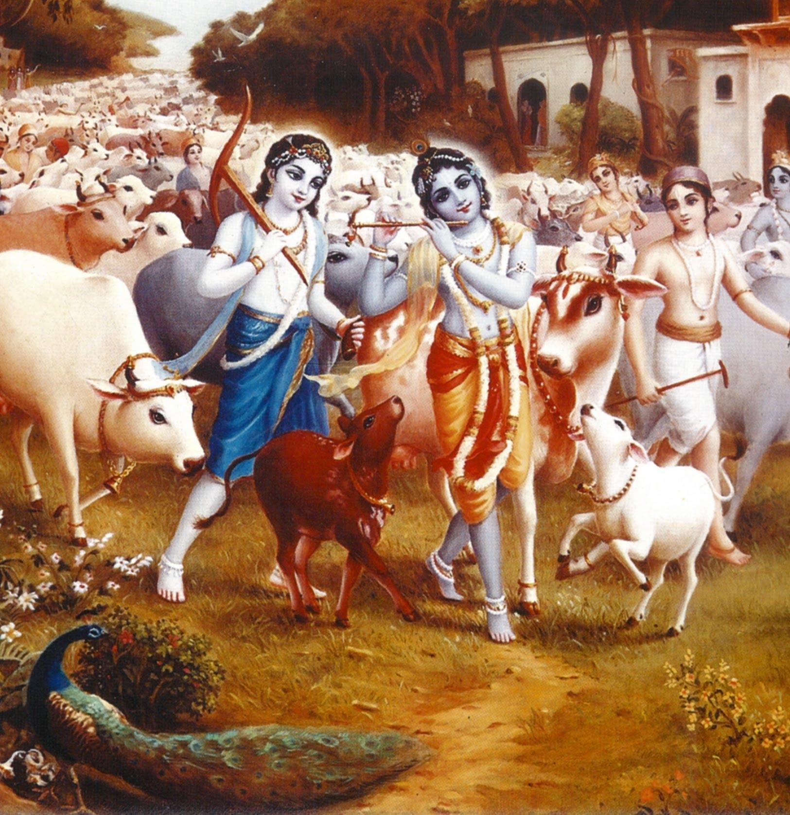 1630x1680 Download Krishna with cows wallpaper for your mobile cell phone, Phone