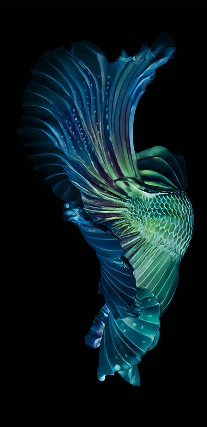 720x1480 HD Wallpaper for Galaxy S10 Plus. Fish.com, Phone